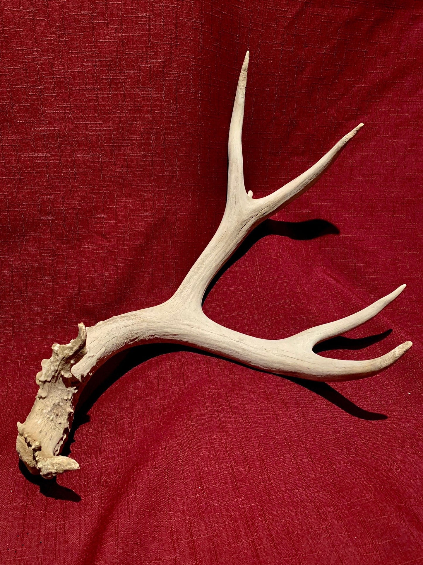 Deer Antler - Large Mule deer antler. horns/antlers. Crafting. Decor.