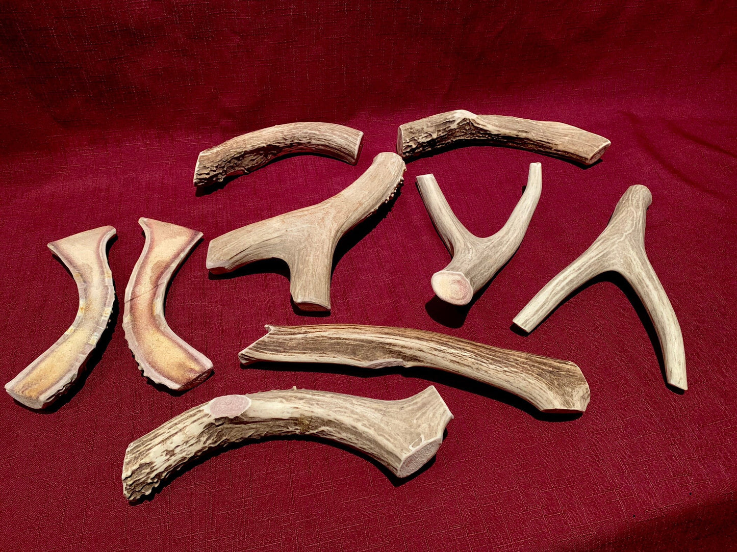 Dog Chews! Large. Wild Deer/Elk antler chews. Naturally Sourced