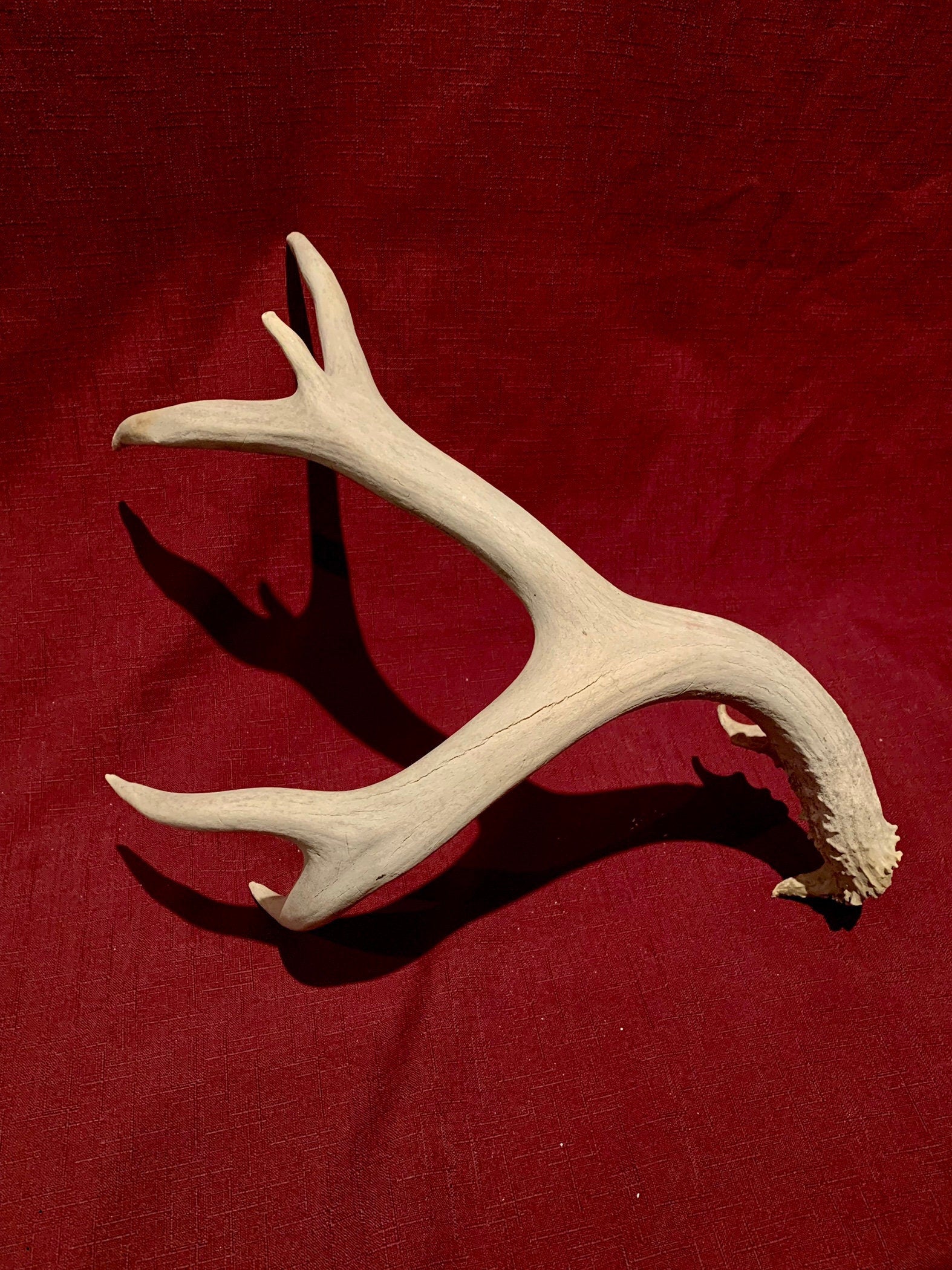 Deer Antler - Large Mule deer antler. horns/antlers. Crafting. Decor.