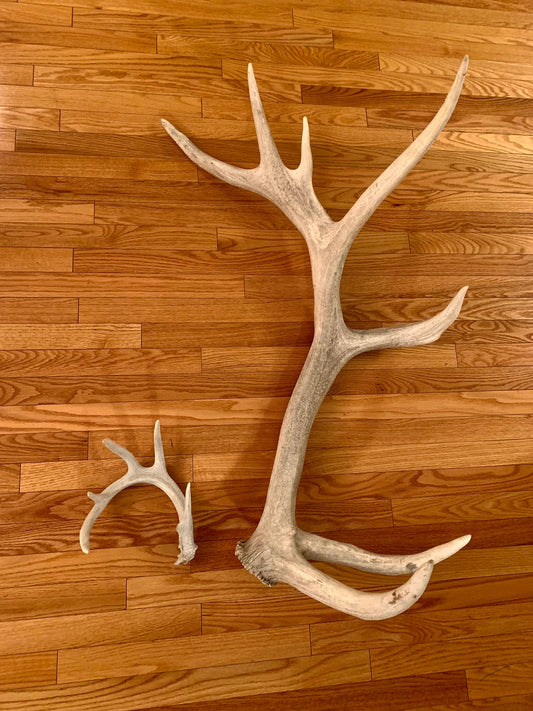 GIANT Elk Antler, Natural Shed from a Wild Canadian Bull Elk. Incredibly Rare find. Crafting and Decor