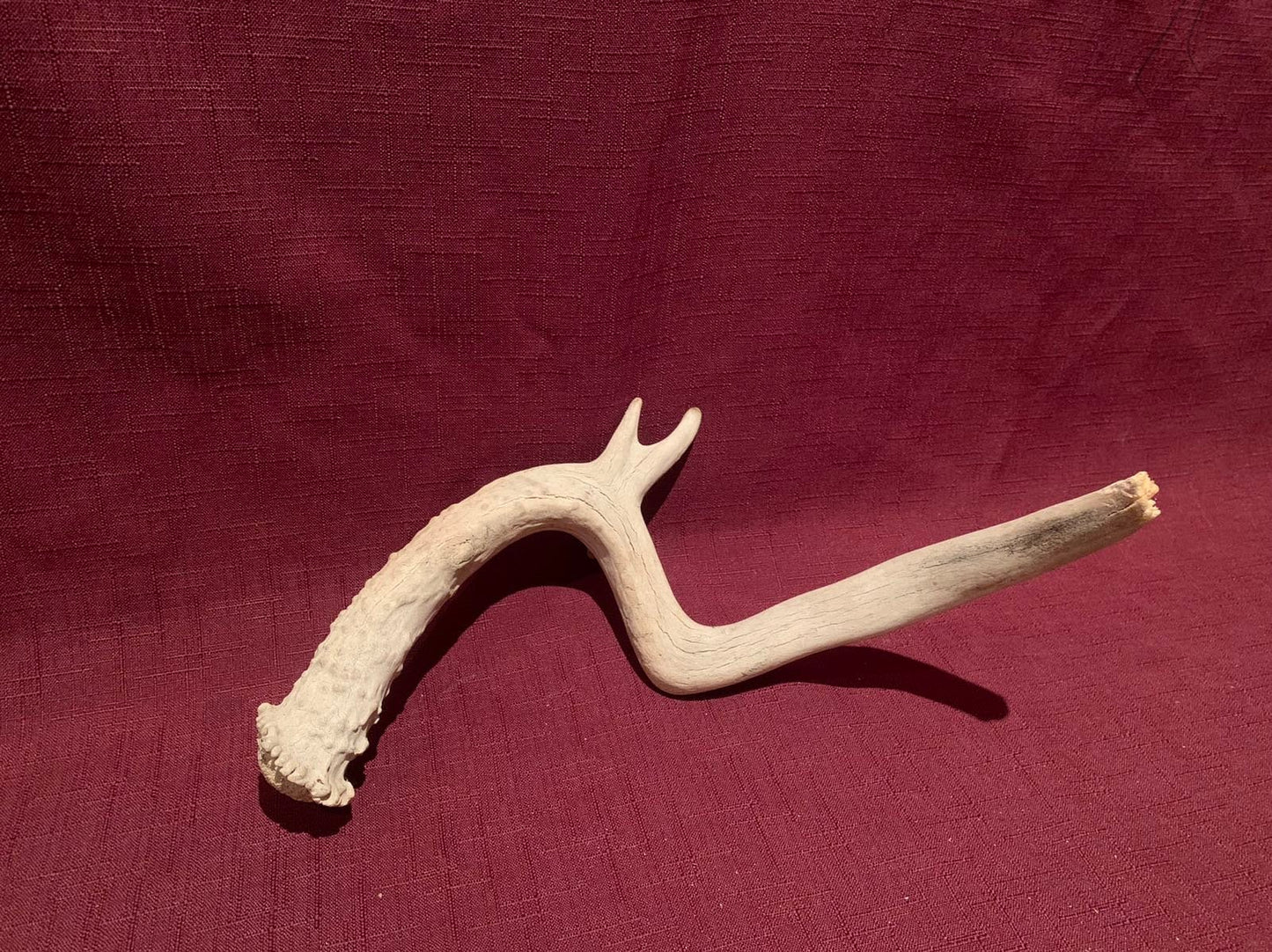 Super Unique! Small Canadian deer Antler. Non-typical/deformed Whitetail or Mule deer Antler Crafting decor collection antler.