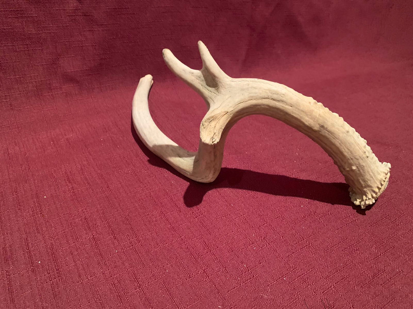 Super Unique! Small Canadian deer Antler. Non-typical/deformed Whitetail or Mule deer Antler Crafting decor collection antler.