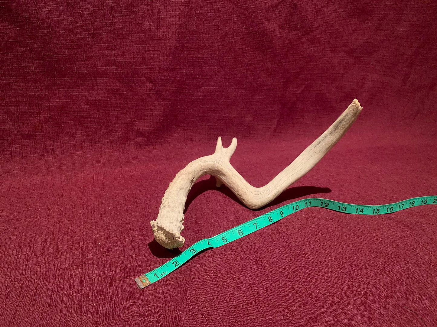 Super Unique! Small Canadian deer Antler. Non-typical/deformed Whitetail or Mule deer Antler Crafting decor collection antler.