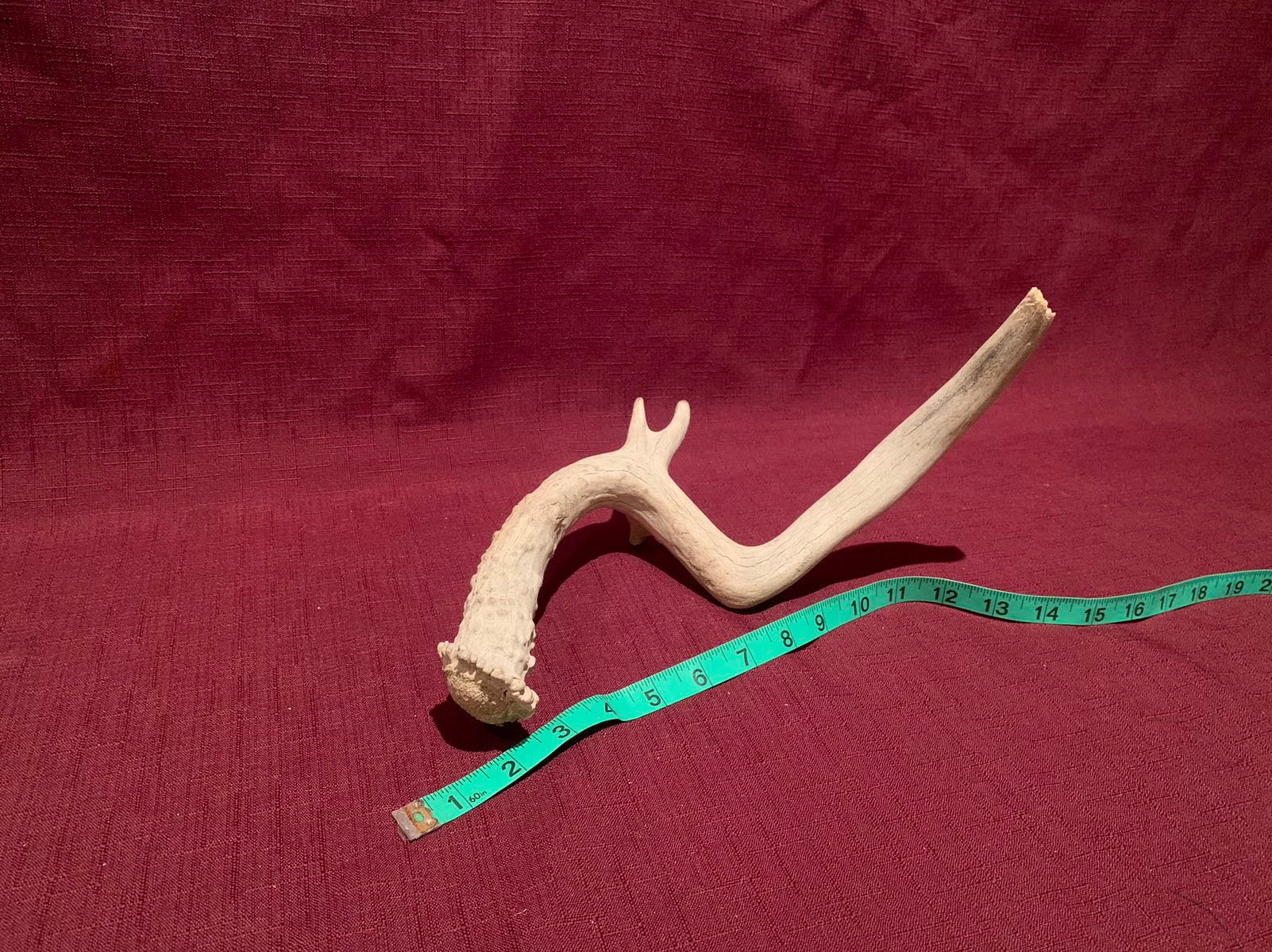 Super Unique! Small Canadian deer Antler. Non-typical/deformed Whitetail or Mule deer Antler Crafting decor collection antler.