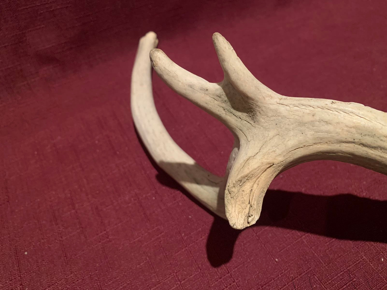 Super Unique! Small Canadian deer Antler. Non-typical/deformed Whitetail or Mule deer Antler Crafting decor collection antler.