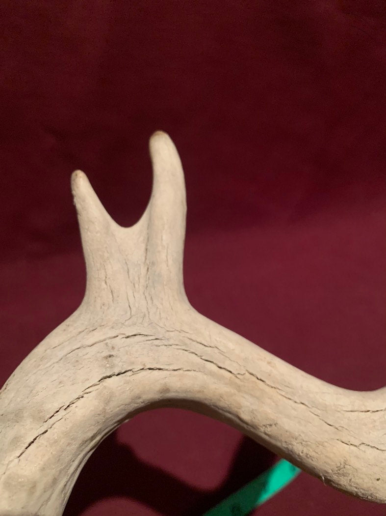 Super Unique! Small Canadian deer Antler. Non-typical/deformed Whitetail or Mule deer Antler Crafting decor collection antler.