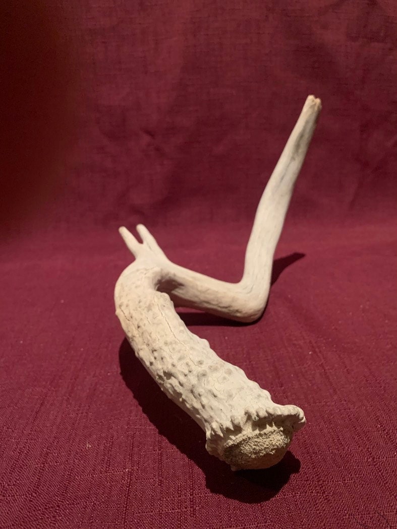 Super Unique! Small Canadian deer Antler. Non-typical/deformed Whitetail or Mule deer Antler Crafting decor collection antler.