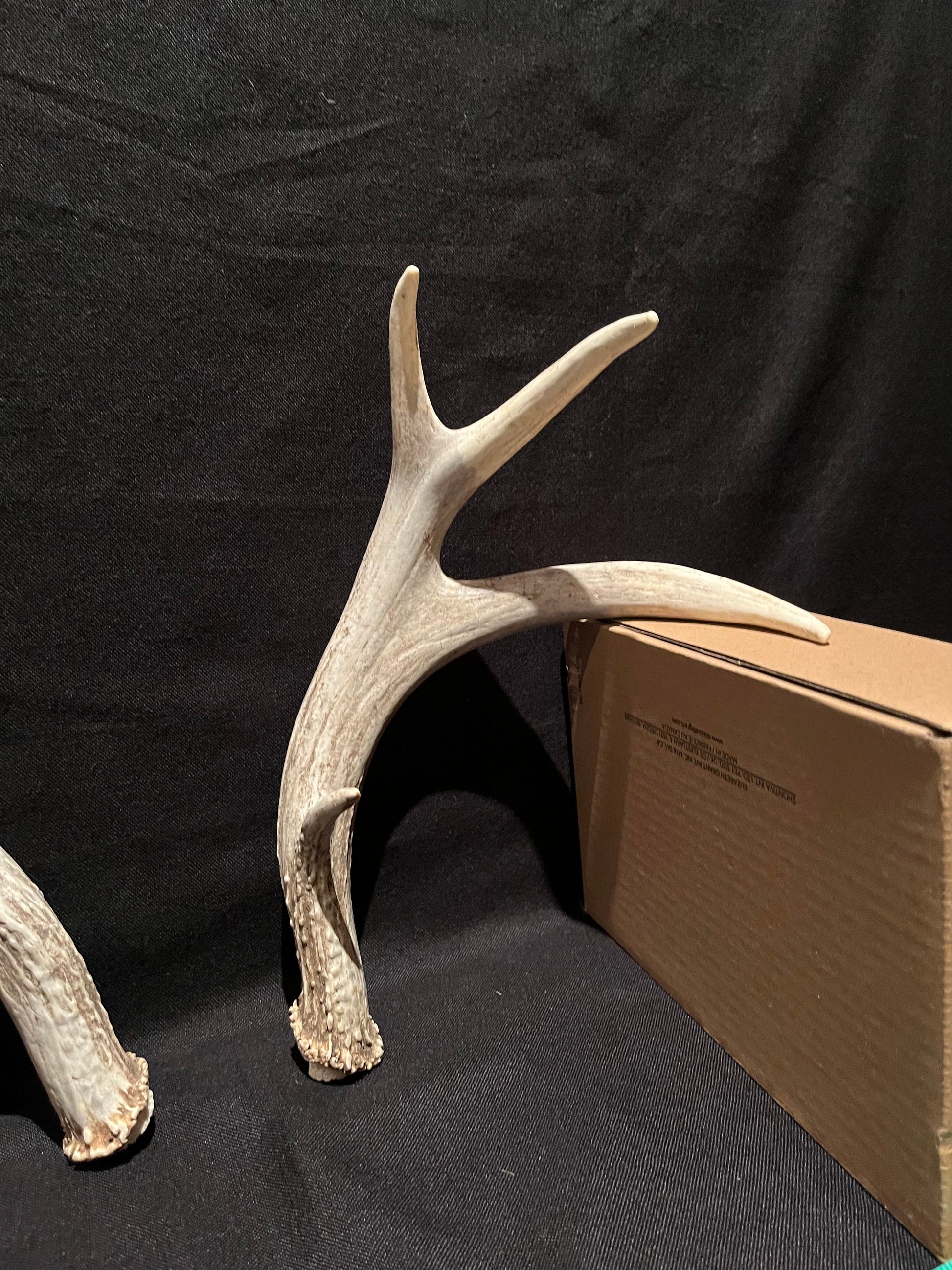 Mule deer antlers. Medium sized. Naturally shed. Decor. Crafting