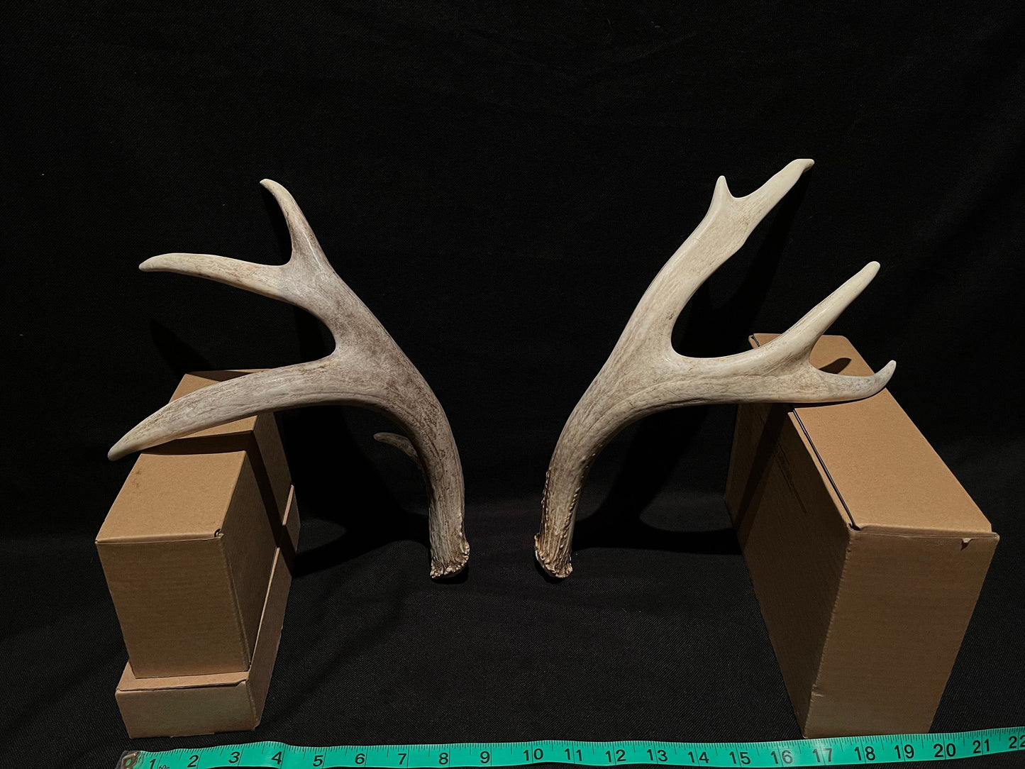 Mule deer antlers. Medium sized. Naturally shed. Decor. Crafting