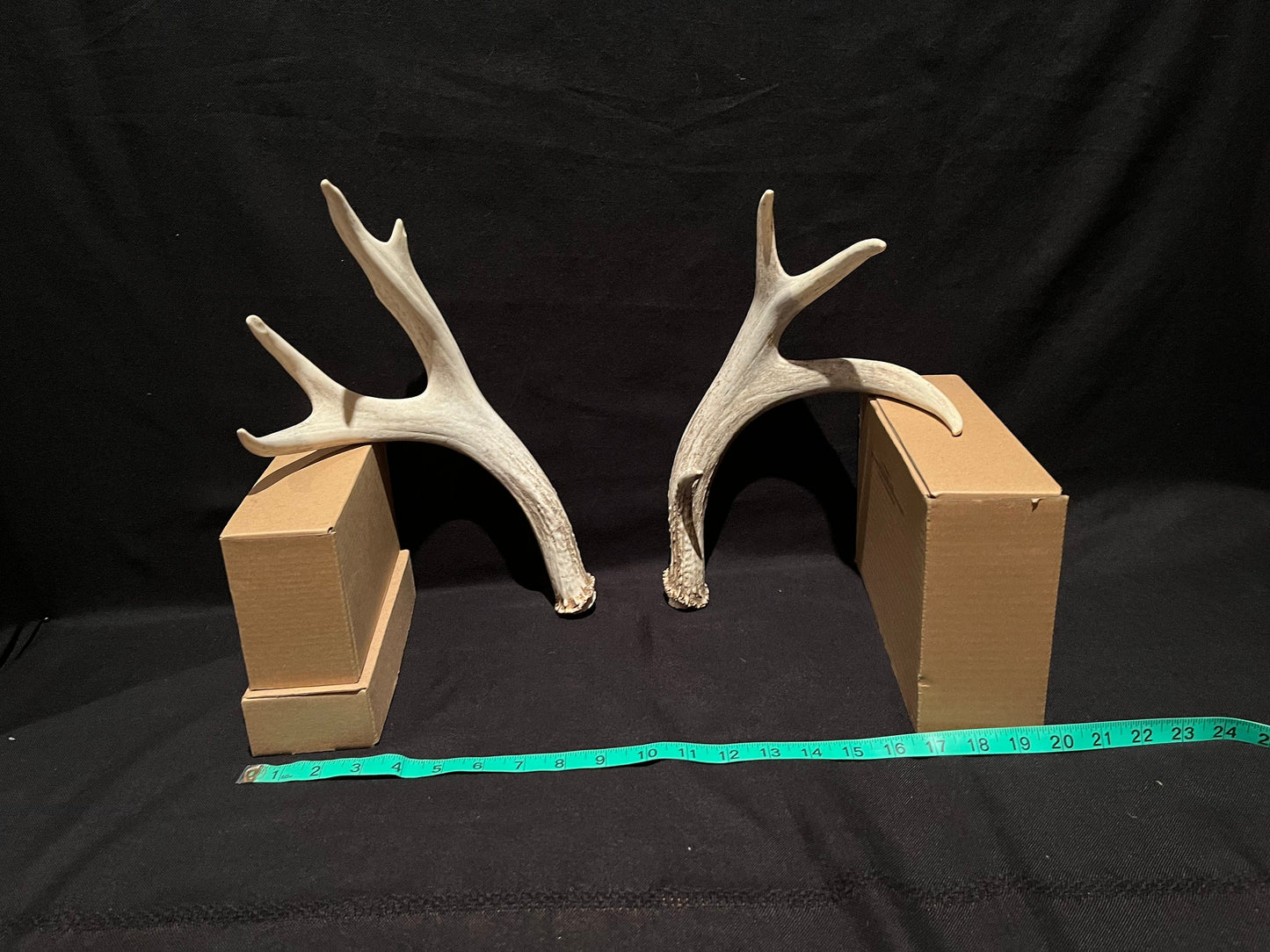 Mule deer antlers. Medium sized. Naturally shed. Decor. Crafting