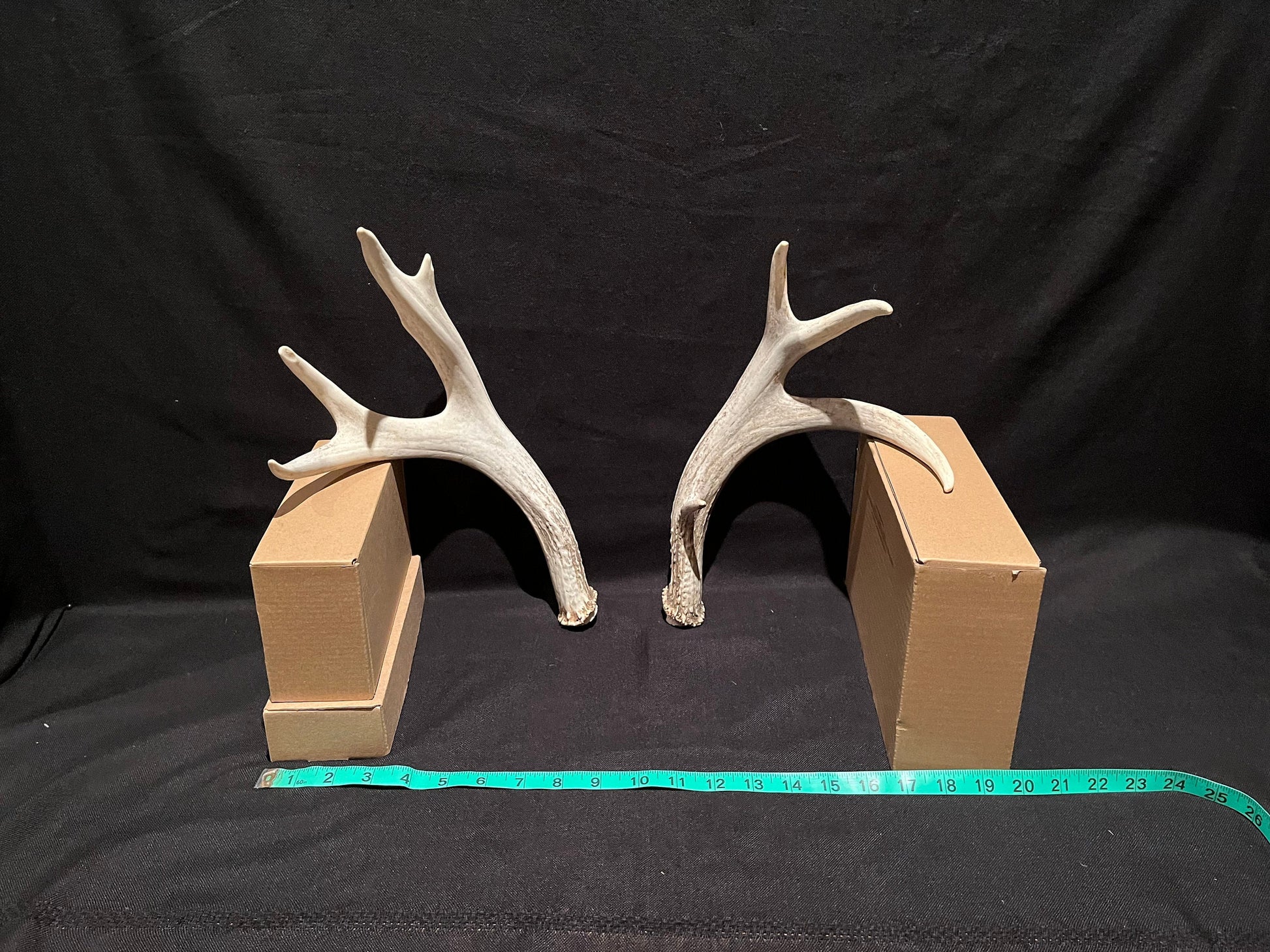 Mule deer antlers. Medium sized. Naturally shed. Decor. Crafting