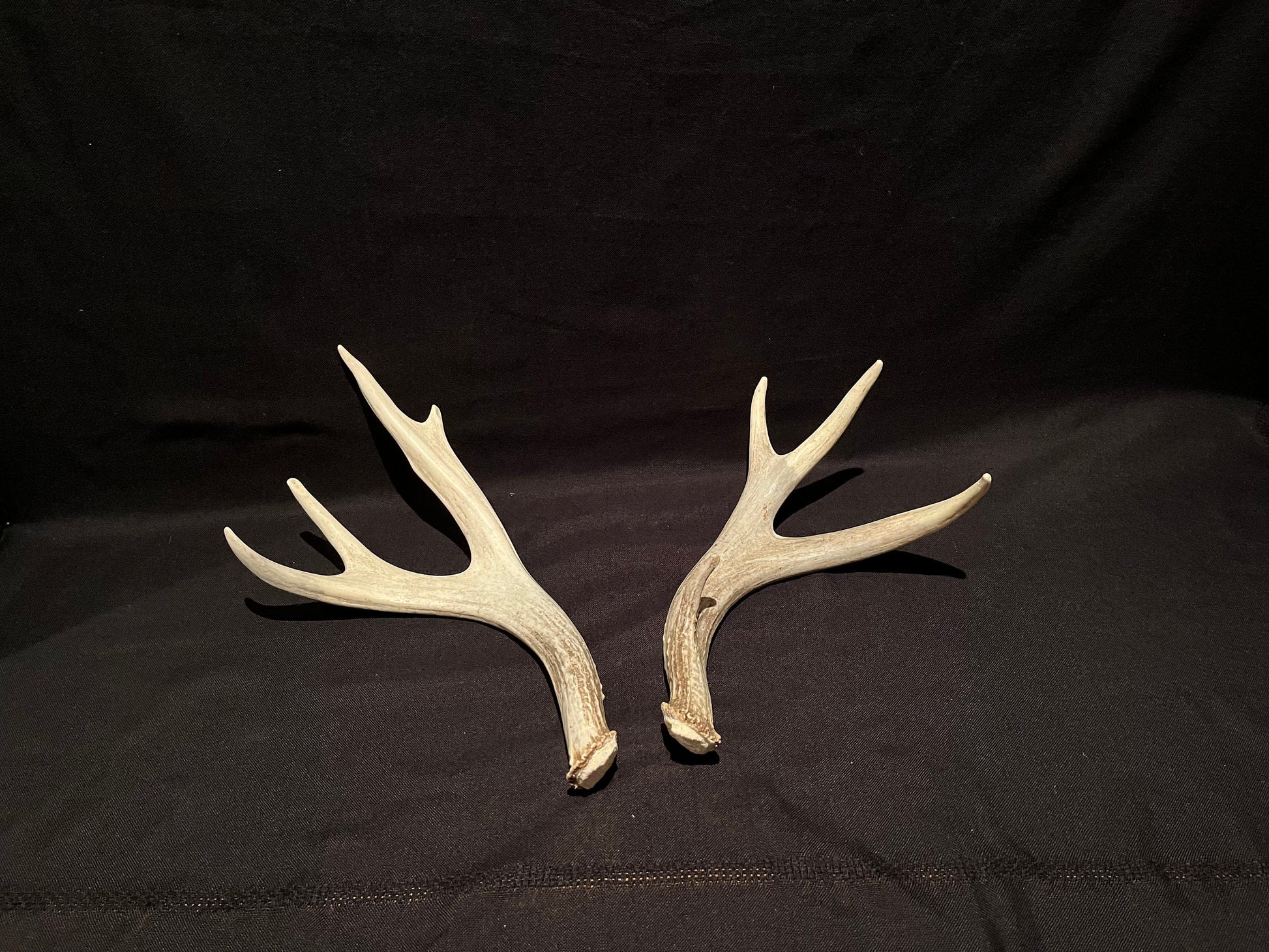 Mule deer antlers. Medium sized. Naturally shed. Decor. Crafting