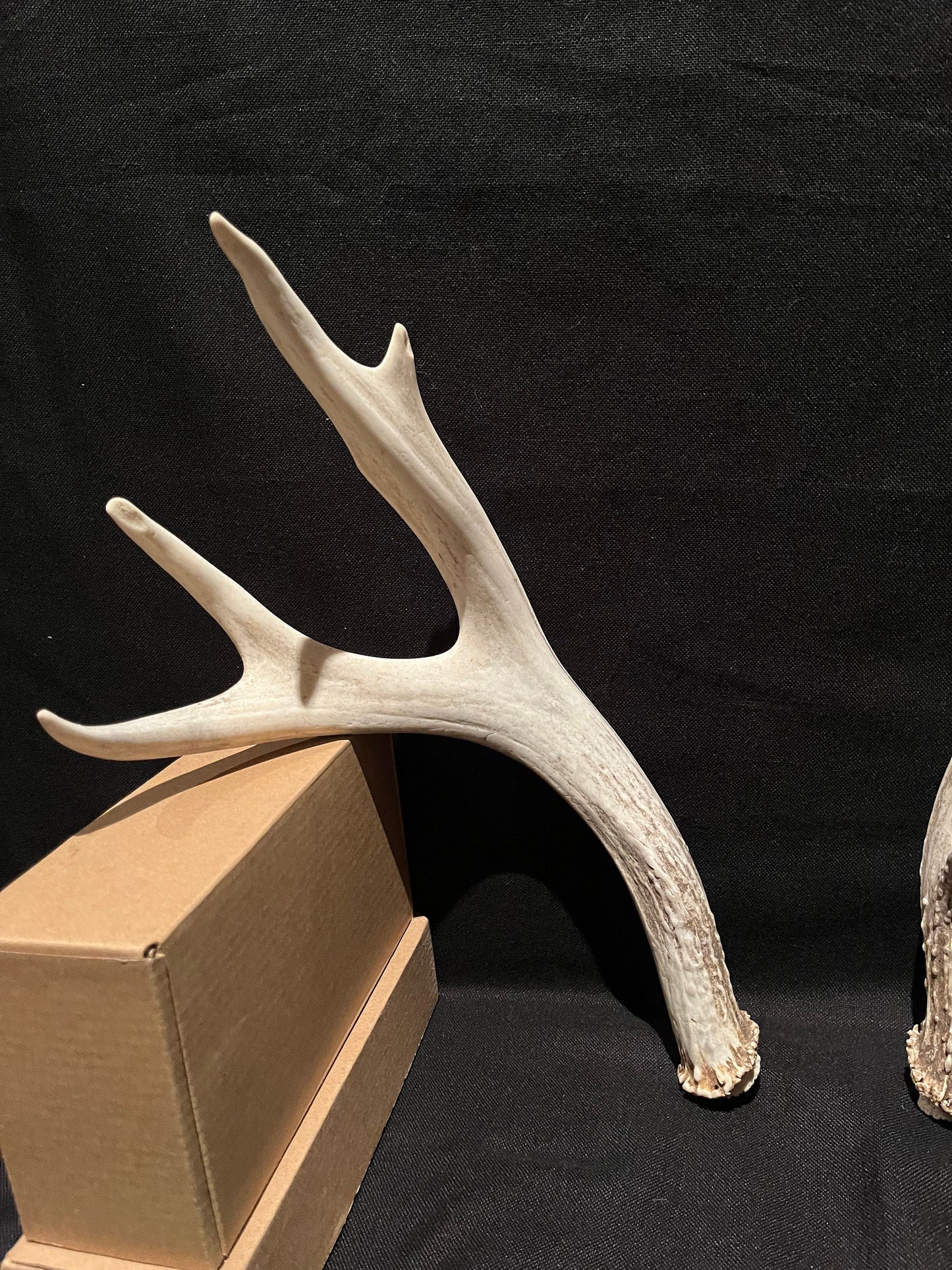 Mule deer antlers. Medium sized. Naturally shed. Decor. Crafting