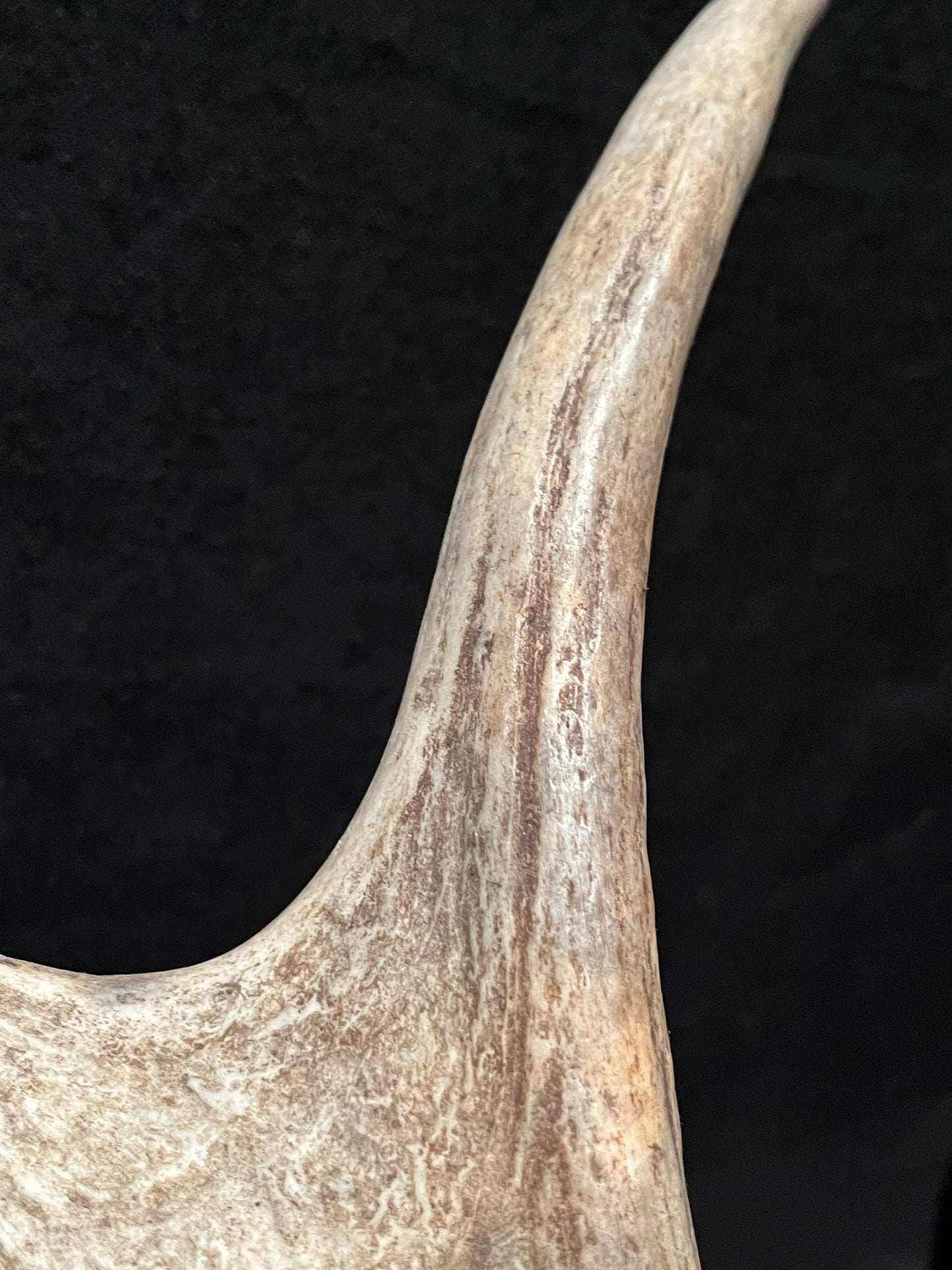 Moose Antler. Small Canadian Bull Moose. Crafting. Decor