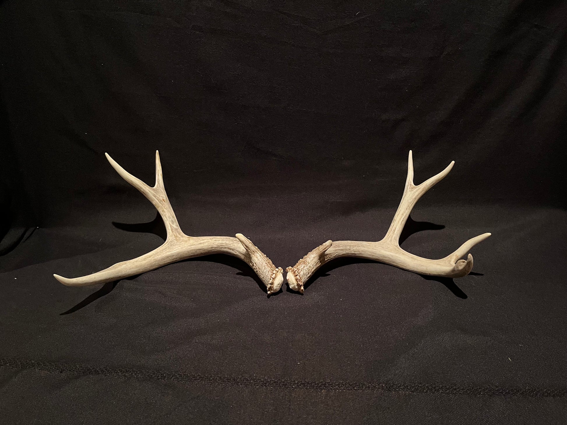 Deer Antlers - Classic Mule deer buck Antlers! Decor, crafting,