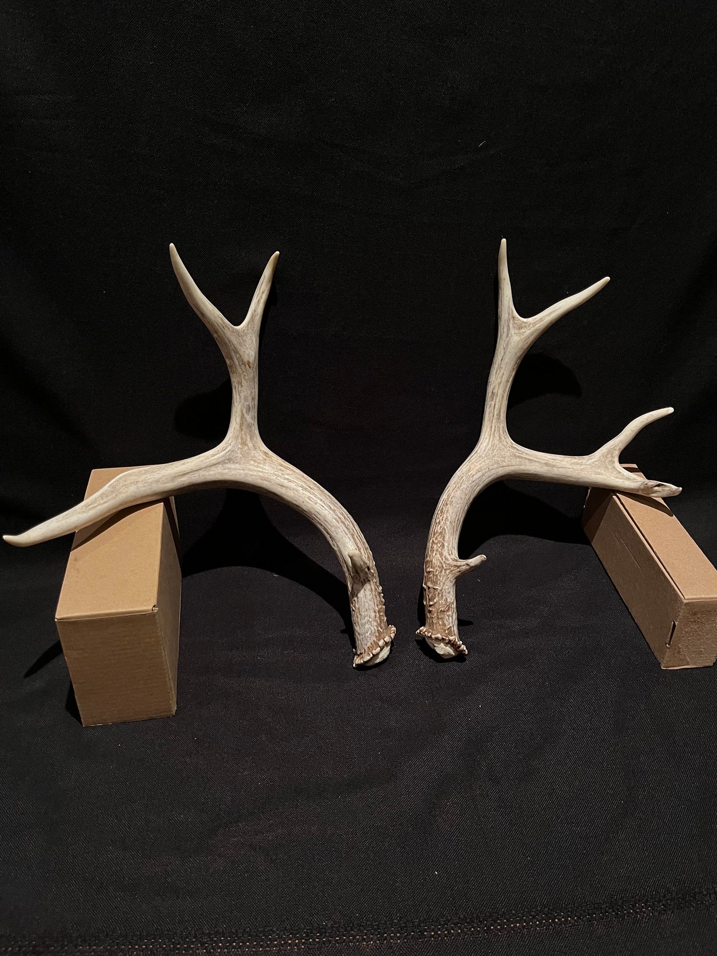 Deer Antlers - Classic Mule deer buck Antlers! Decor, crafting,