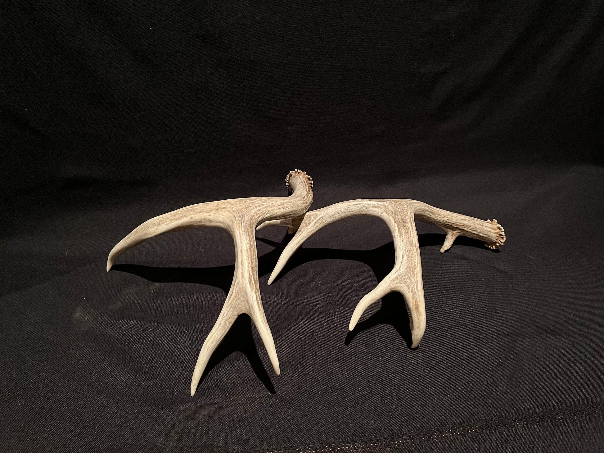 Deer Antlers - Classic Mule deer buck Antlers! Decor, crafting,