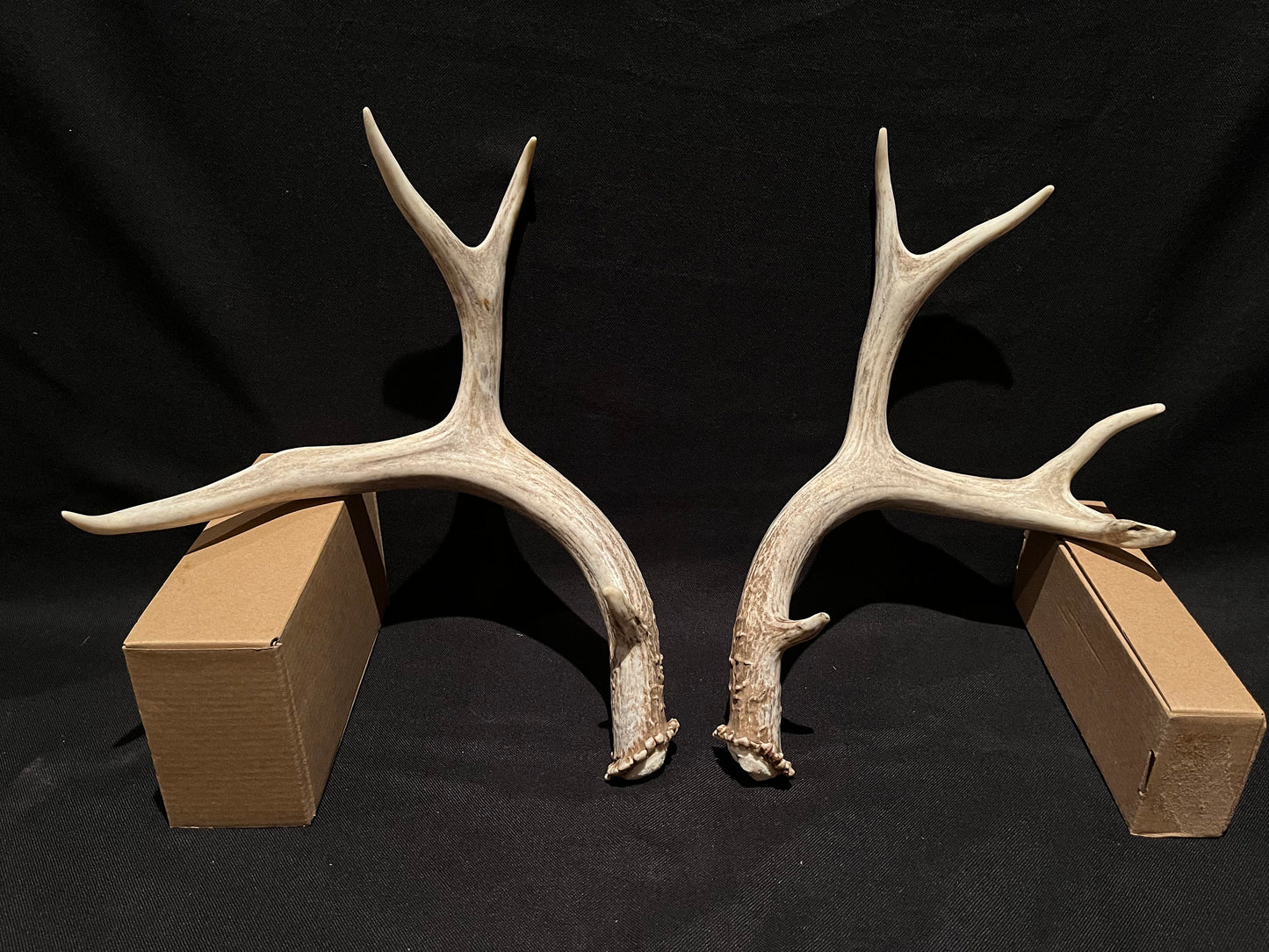 Deer Antlers - Classic Mule deer buck Antlers! Decor, crafting,