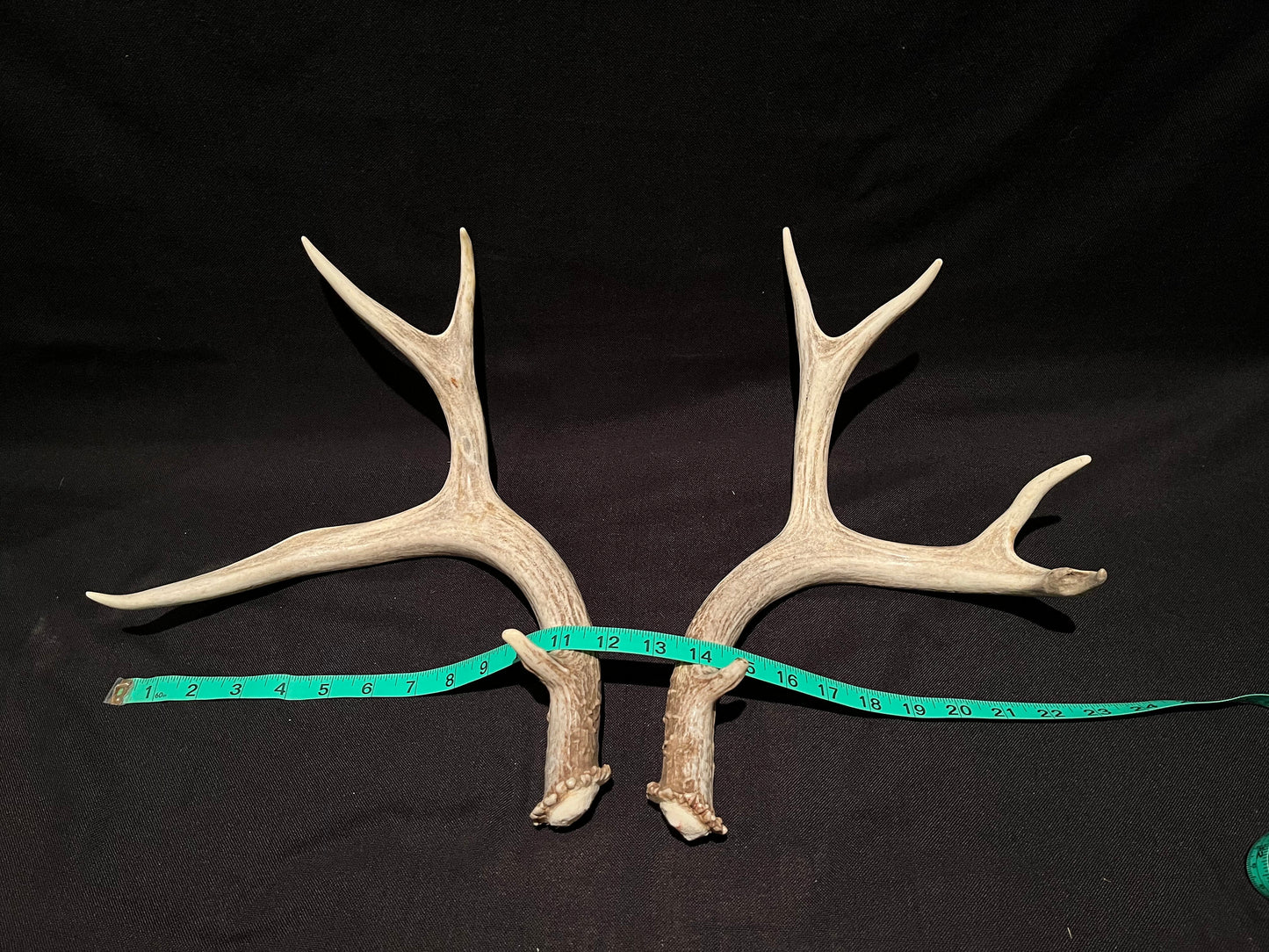 Deer Antlers - Classic Mule deer buck Antlers! Decor, crafting,