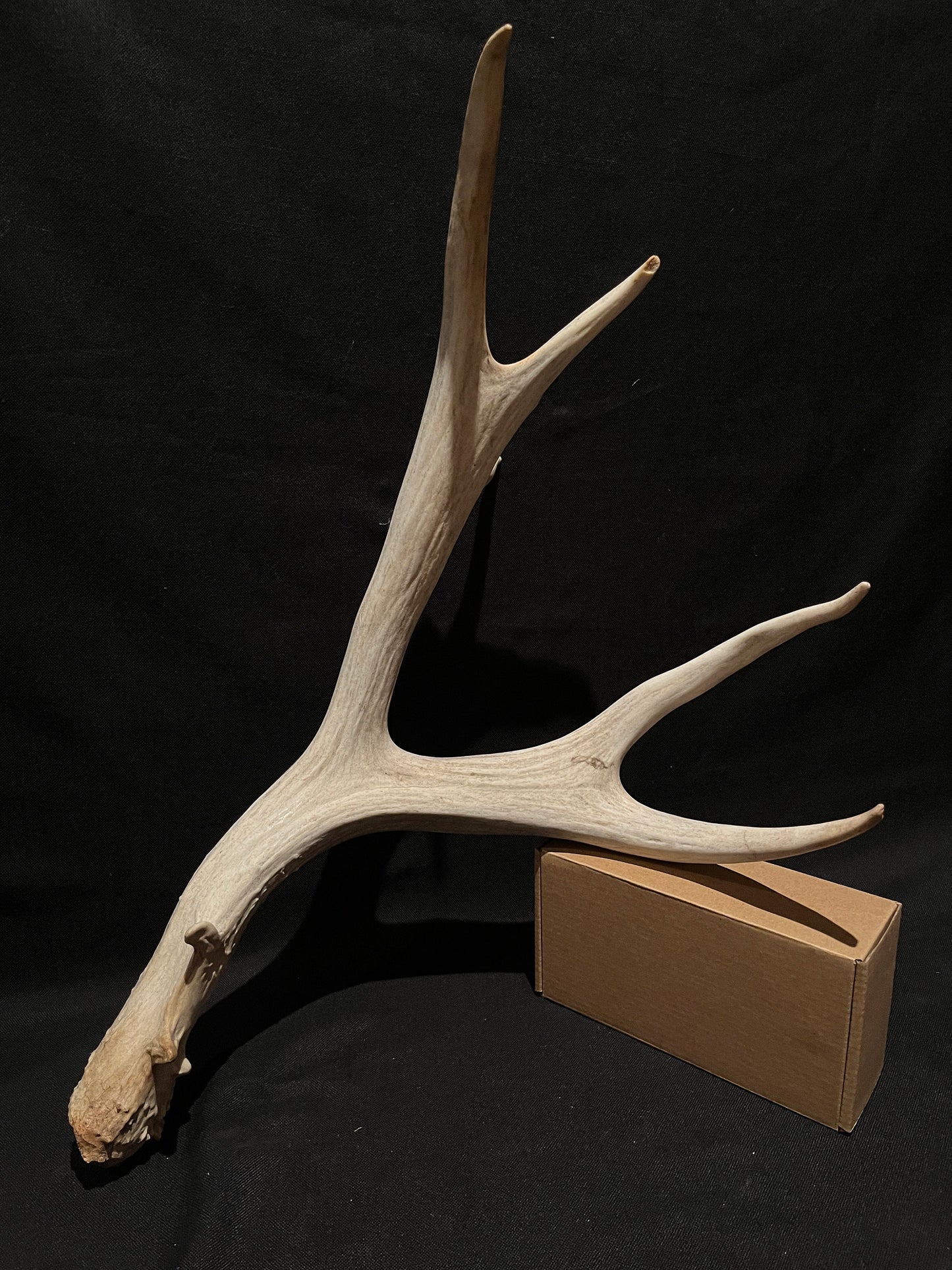 Mule deer antler. XL, Rustic style decor. Crafting. Design. Insane Mass, very thick antler!