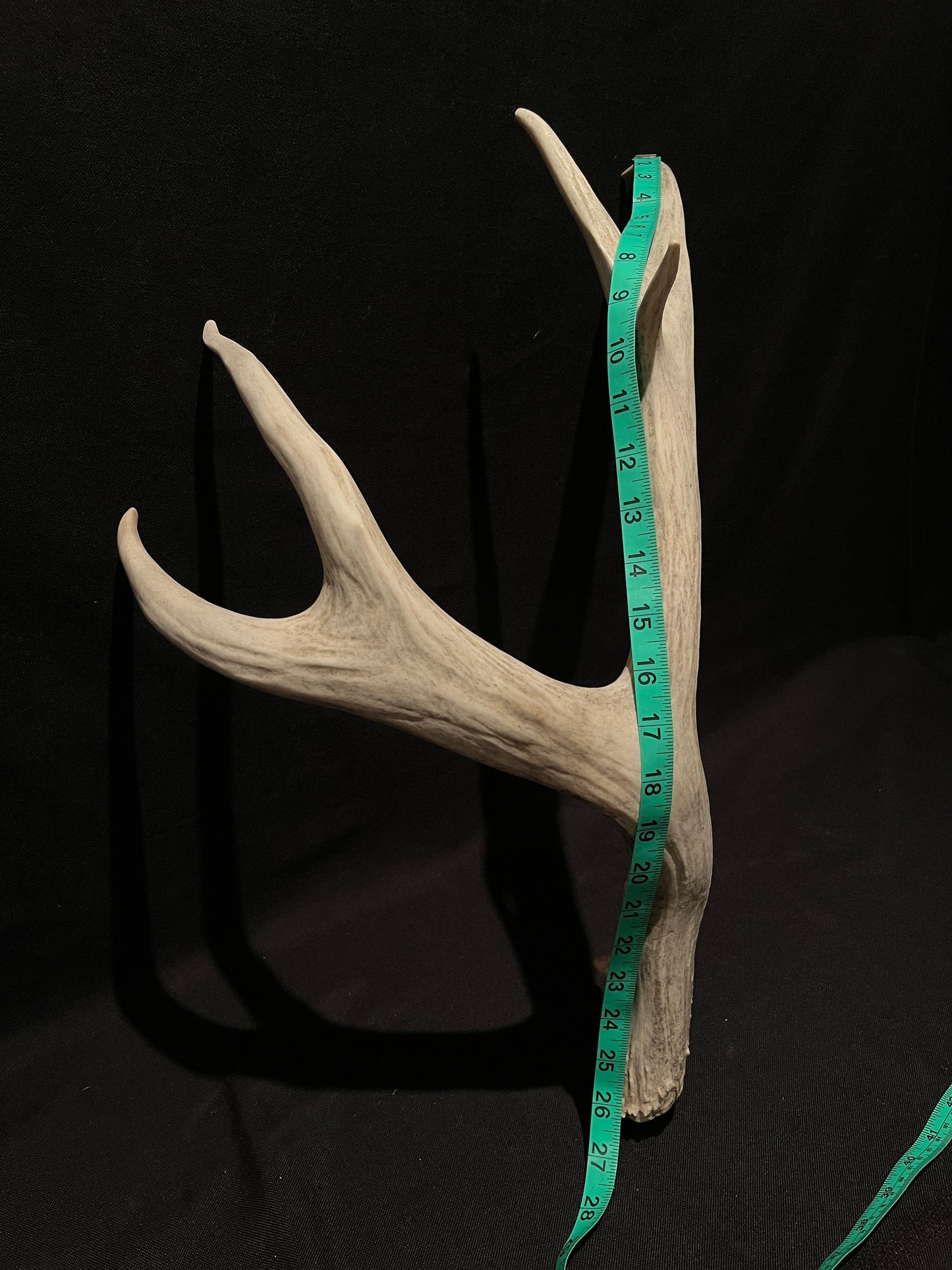 Mule deer antler. XL, Rustic style decor. Crafting. Design. Insane Mass, very thick antler!