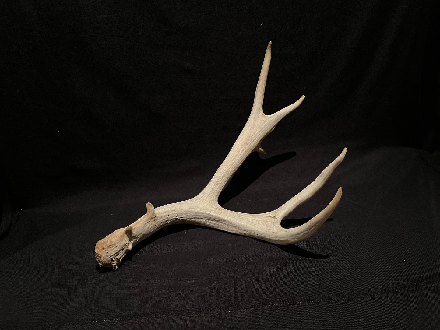 Mule deer antler. XL, Rustic style decor. Crafting. Design. Insane Mass, very thick antler!