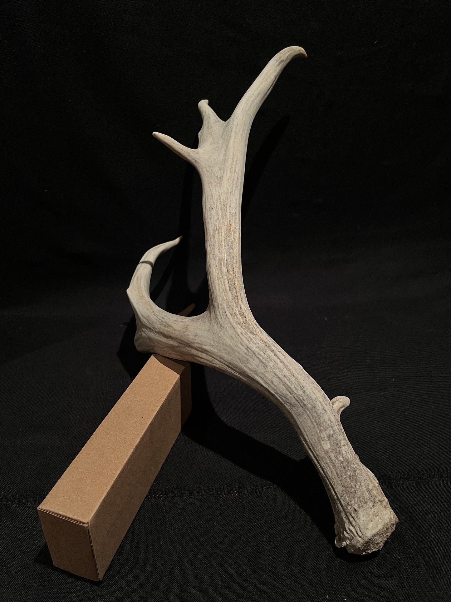Mule deer antler. XL, Rustic style decor. Crafting. Design. Insane Mass, very thick antler!