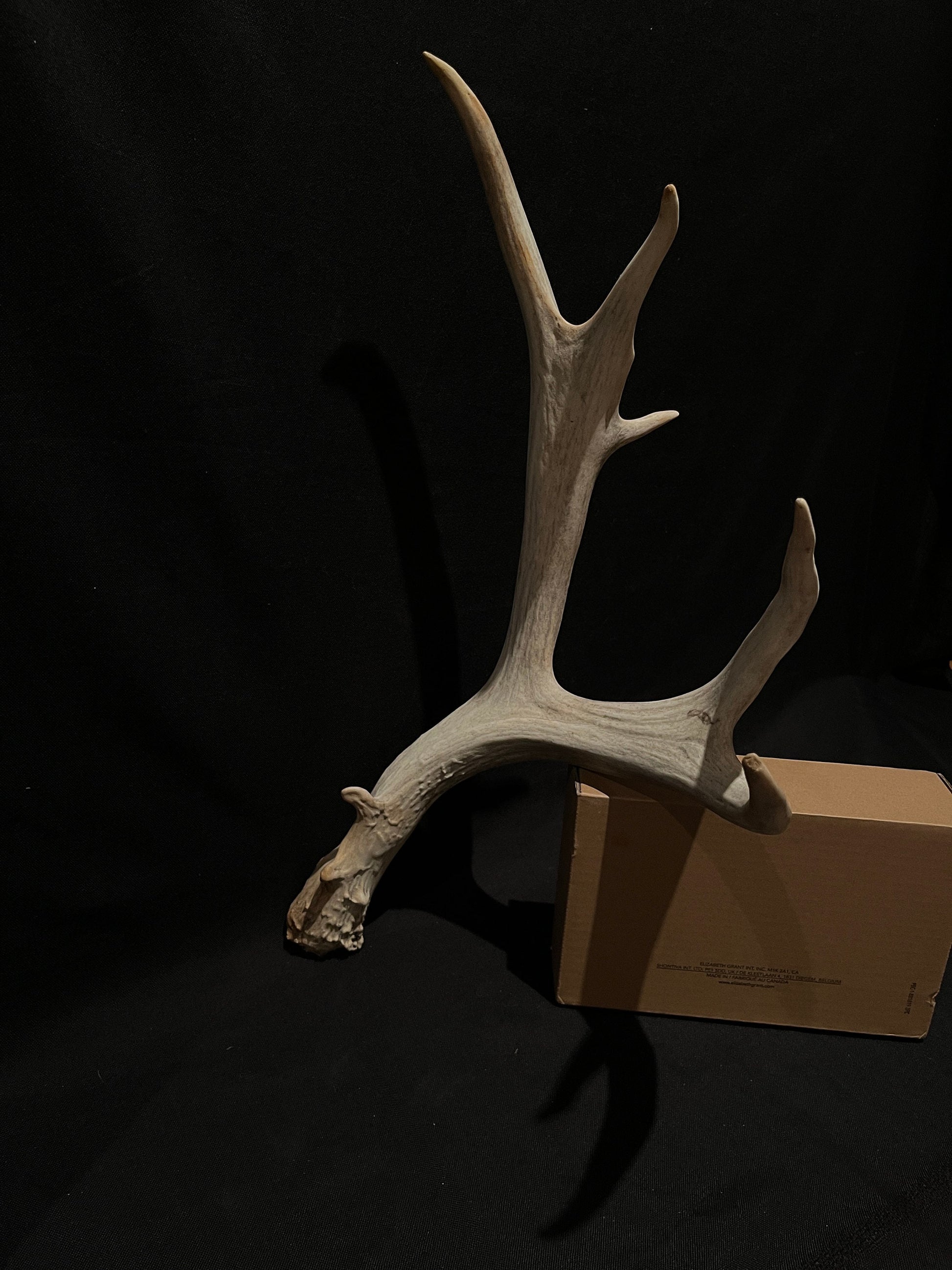 Mule deer antler. XL, Rustic style decor. Crafting. Design. Insane Mass, very thick antler!