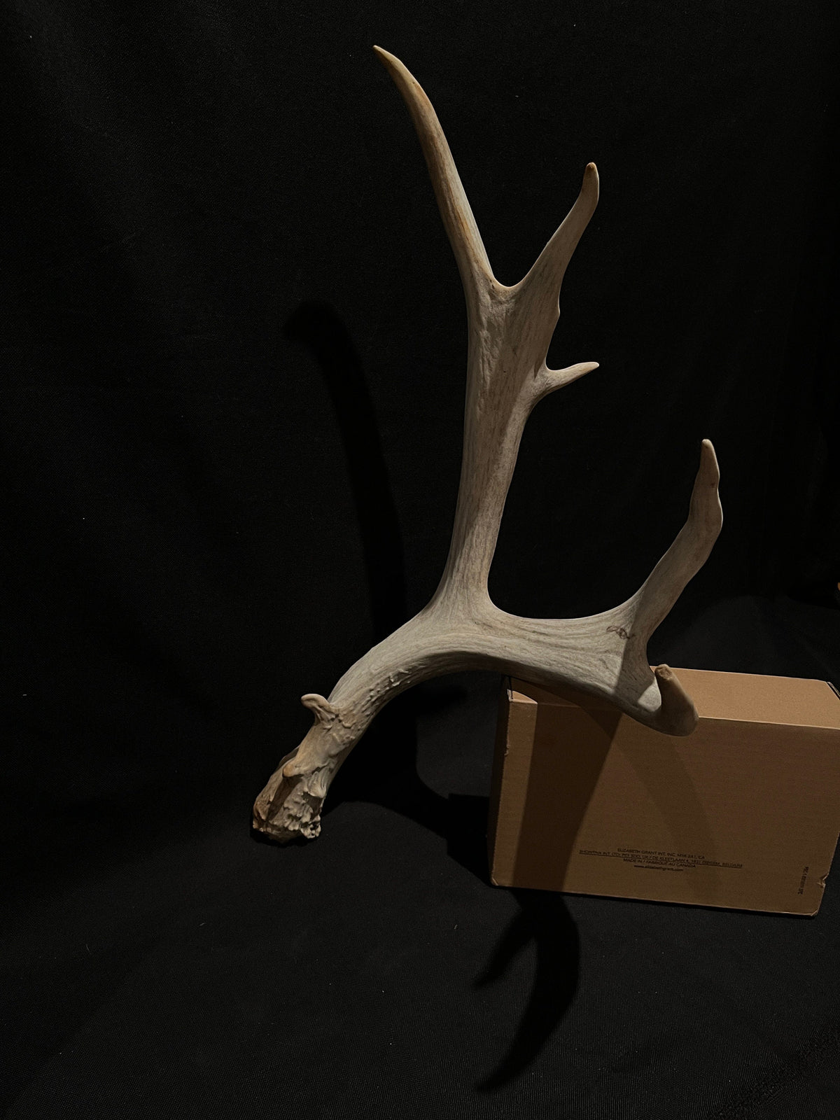 Mule deer antler. XL, Rustic style decor. Crafting. Design. Insane Mass, very thick antler!