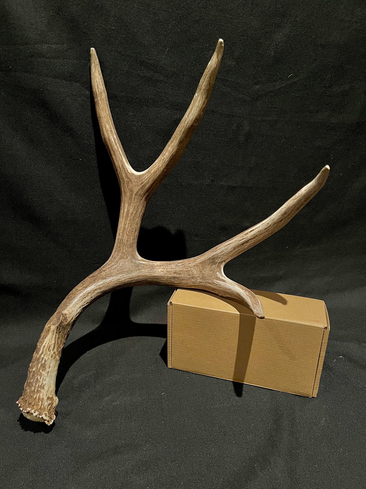 Mule Deer Antler. Extremely fresh find. Craft Antler, Deer horn, Decoration, Art Piece, and more.