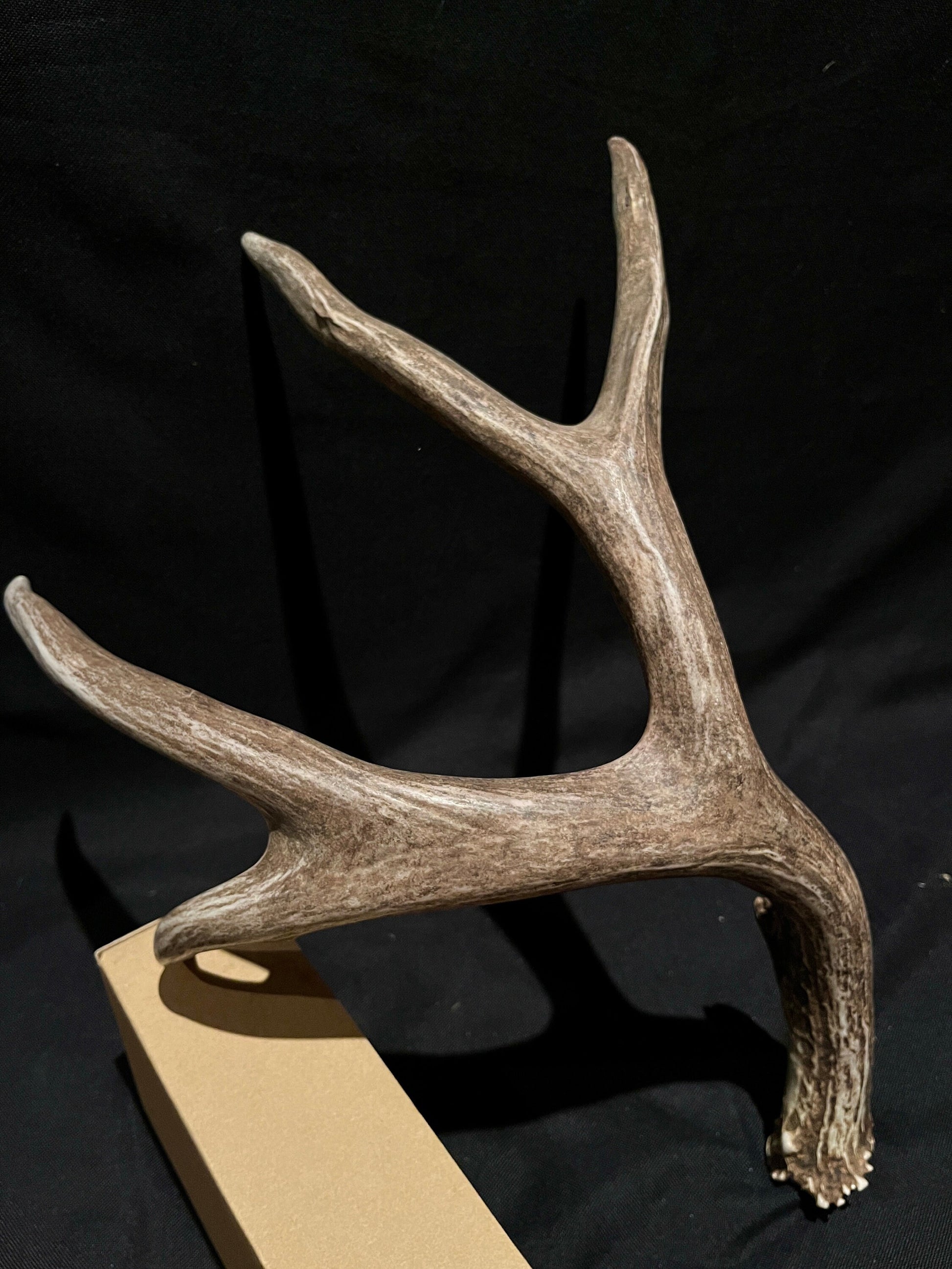 Mule Deer Antler. Extremely fresh find. Craft Antler, Deer horn, Decoration, Art Piece, and more.