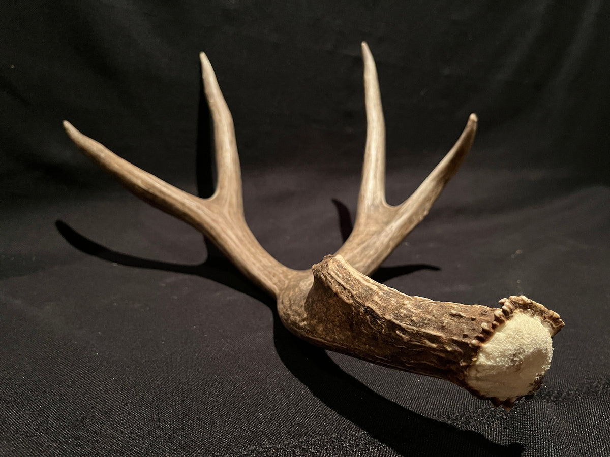 Incredibly Fresh, Wild Mule Deer Antler. (Dark Brown)
