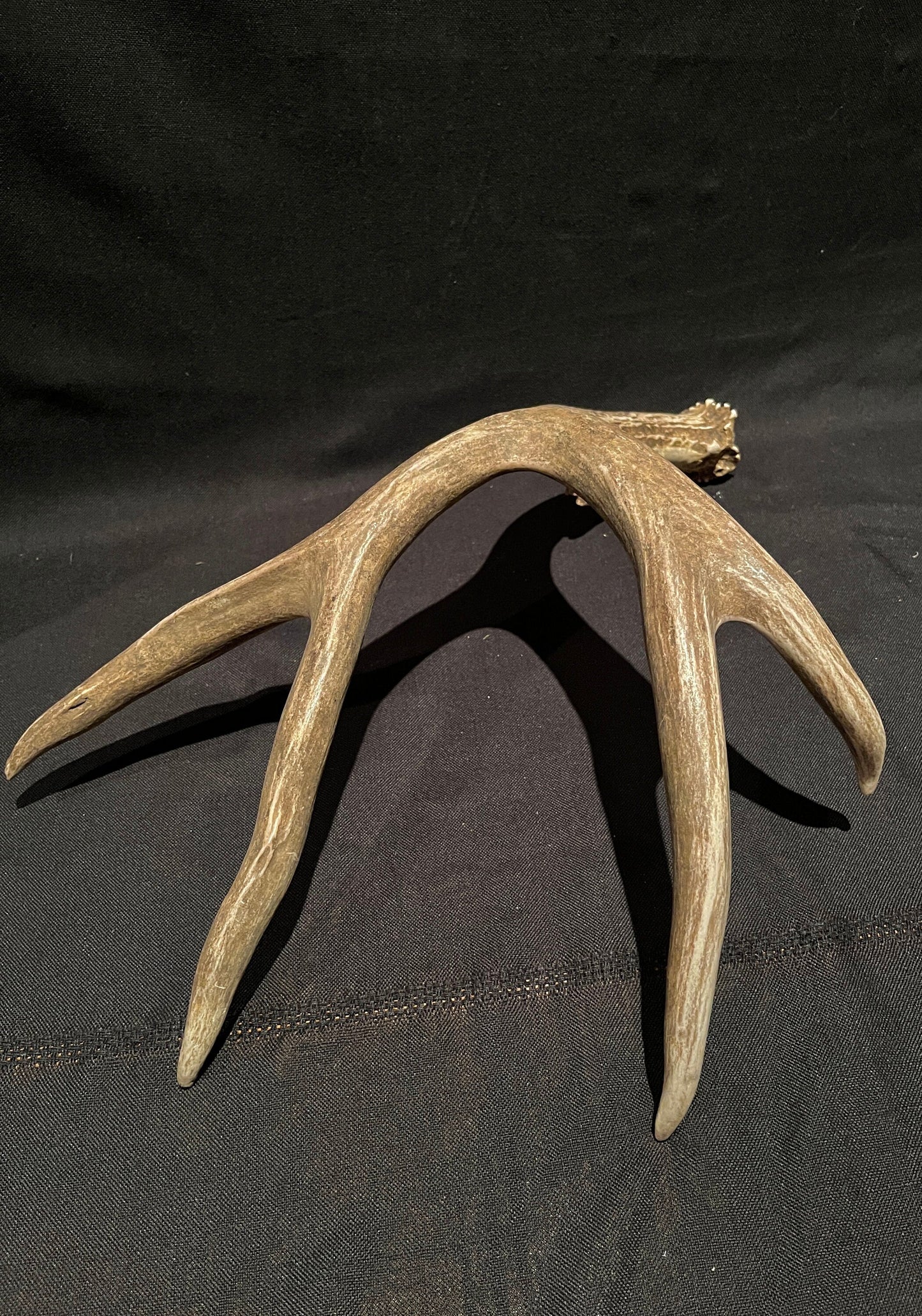 Mule Deer Antler. Extremely fresh find. Craft Antler, Deer horn, Decoration, Art Piece, and more.