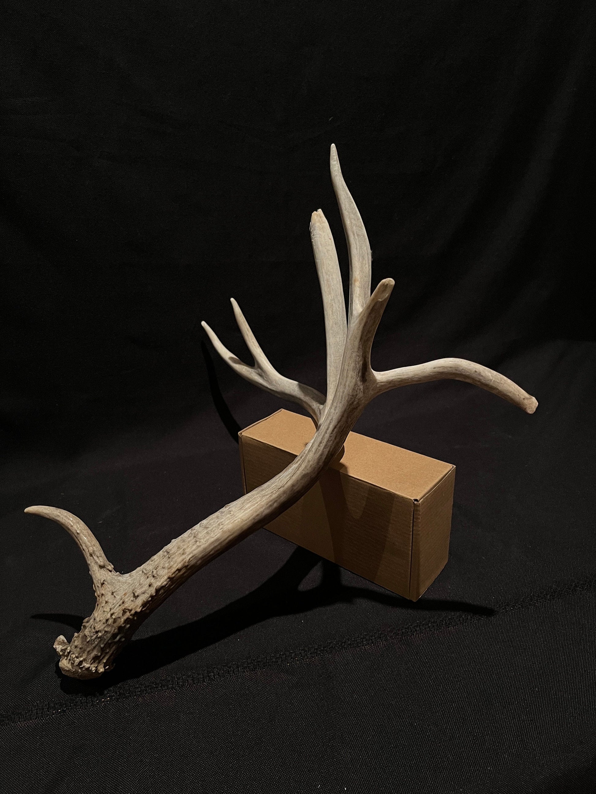 Massive White-tailed deer Antler. Incredibly large and unusual Antler. Decor. Crafting.