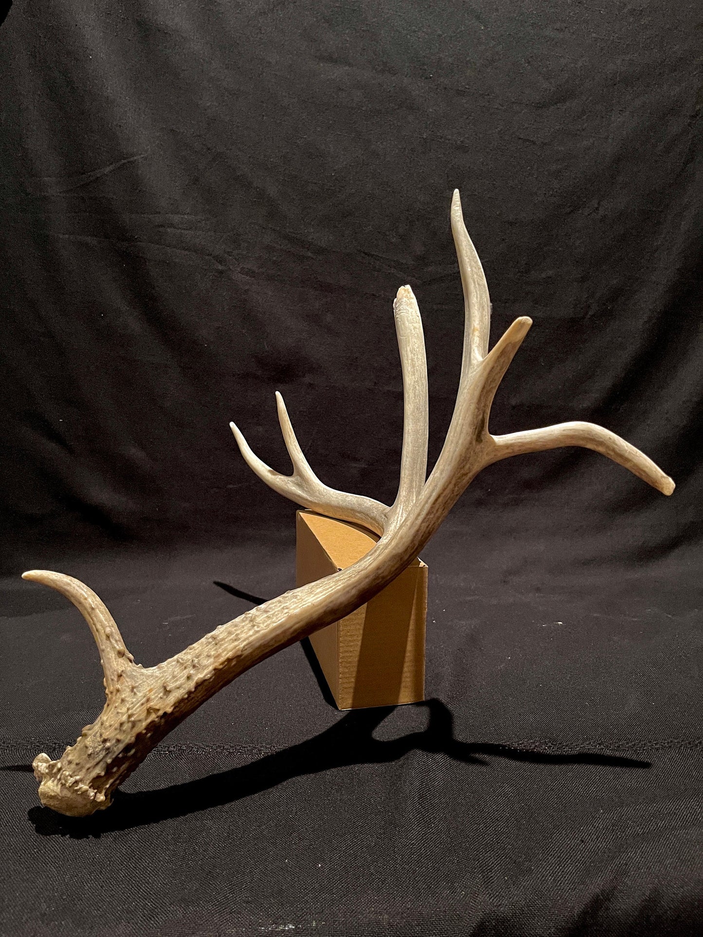 Massive White-tailed deer Antler. Incredibly large and unusual Antler. Decor. Crafting.