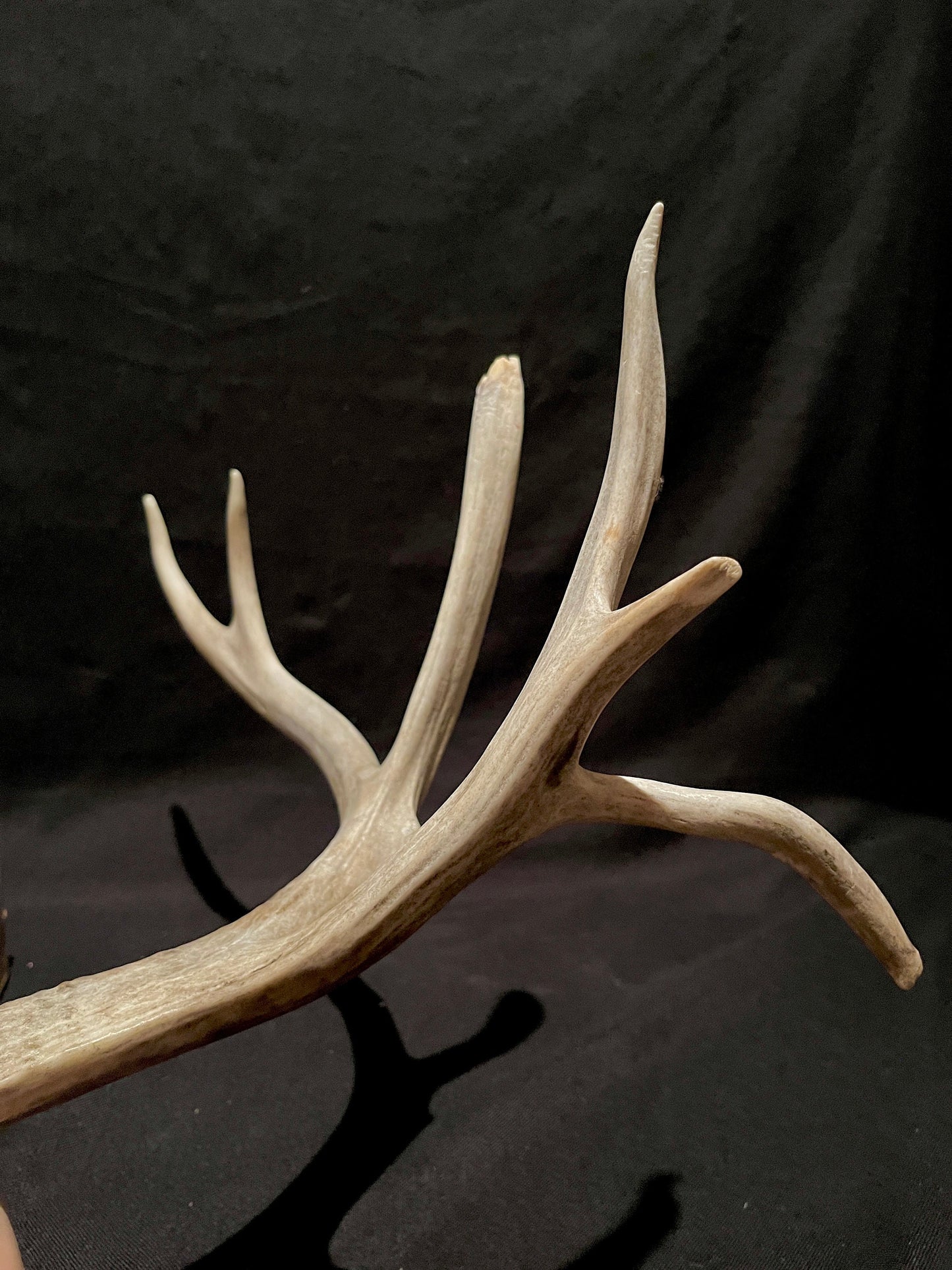 Massive White-tailed deer Antler. Incredibly large and unusual Antler. Decor. Crafting.