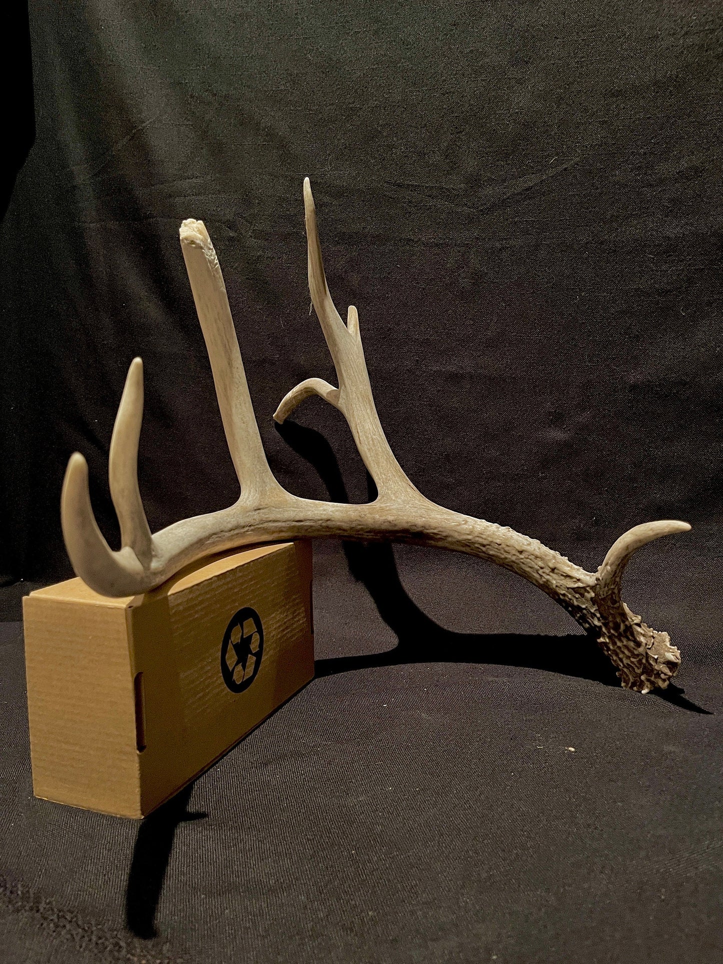 Massive White-tailed deer Antler. Incredibly large and unusual Antler. Decor. Crafting.