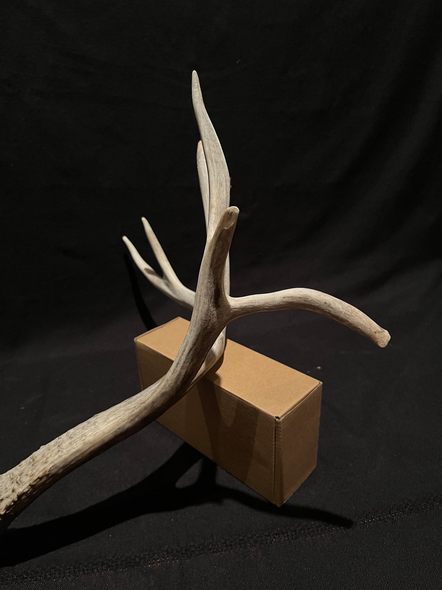 Massive White-tailed deer Antler. Incredibly large and unusual Antler. Decor. Crafting.