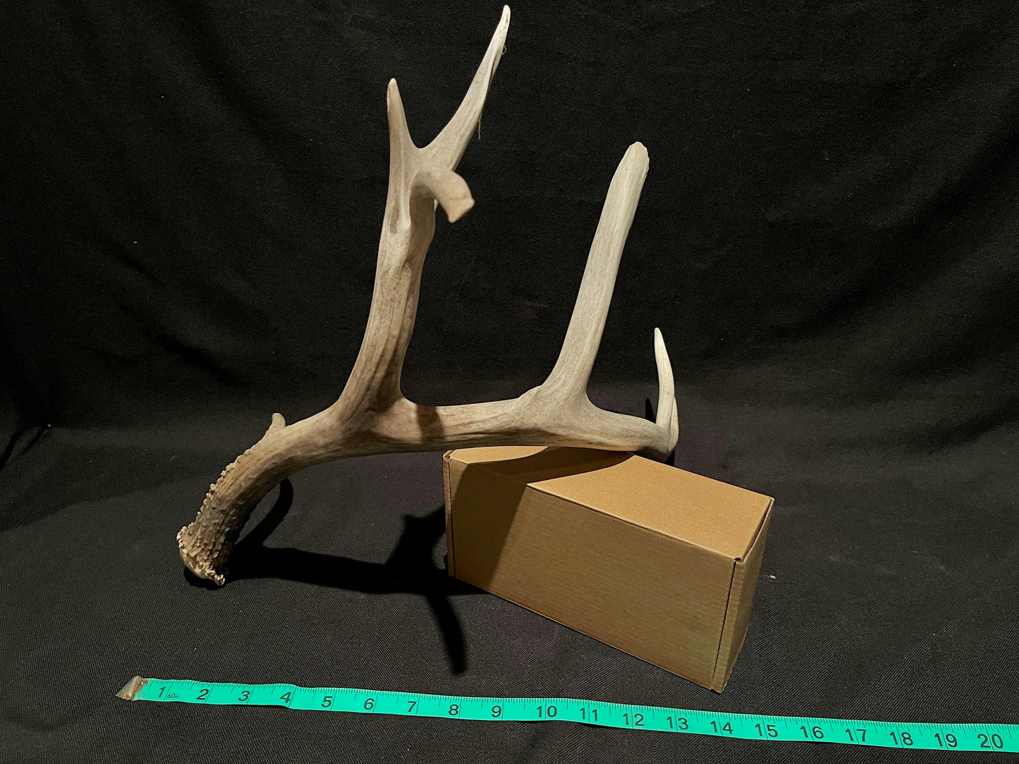 Massive White-tailed deer Antler. Incredibly large and unusual Antler. Decor. Crafting.