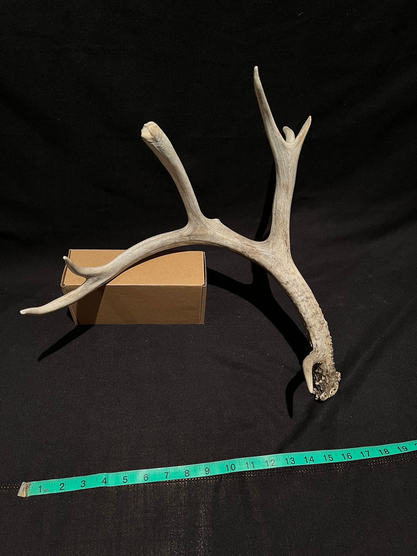 Massive White-tailed deer Antler. Incredibly large and unusual Antler. Decor. Crafting.