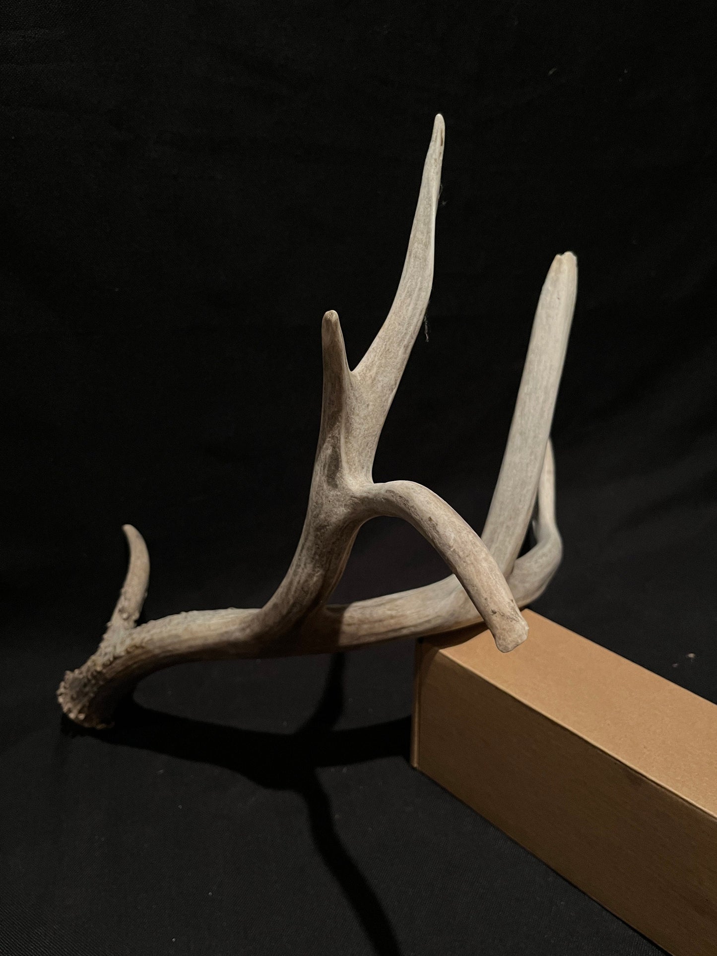 Massive White-tailed deer Antler. Incredibly large and unusual Antler. Decor. Crafting.