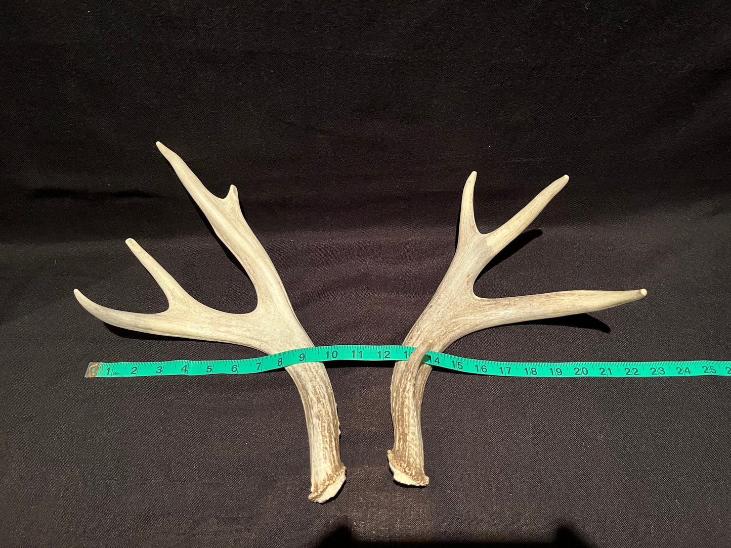 Mule deer antlers. Medium sized. Naturally shed. Decor. Crafting