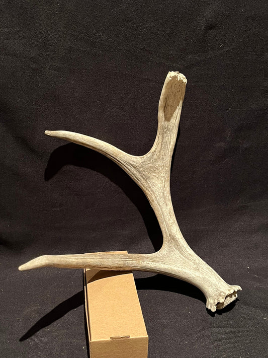 Moose Antler. Small Canadian Bull Moose. Crafting. Decor