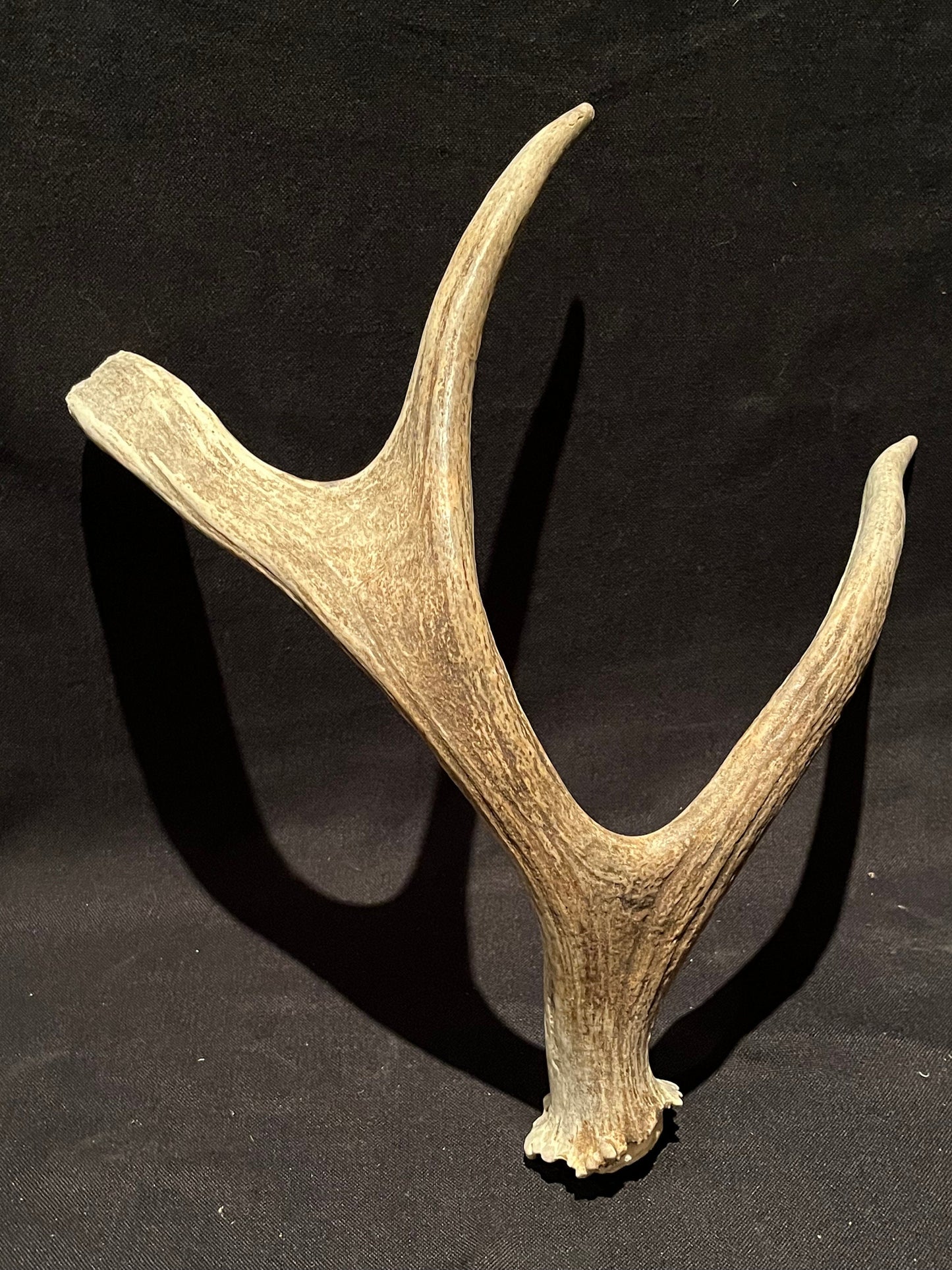 Moose Antler. Small Canadian Bull Moose. Crafting. Decor