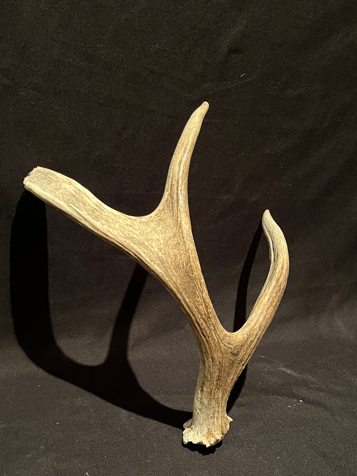 Moose Antler. Small Canadian Bull Moose. Crafting. Decor