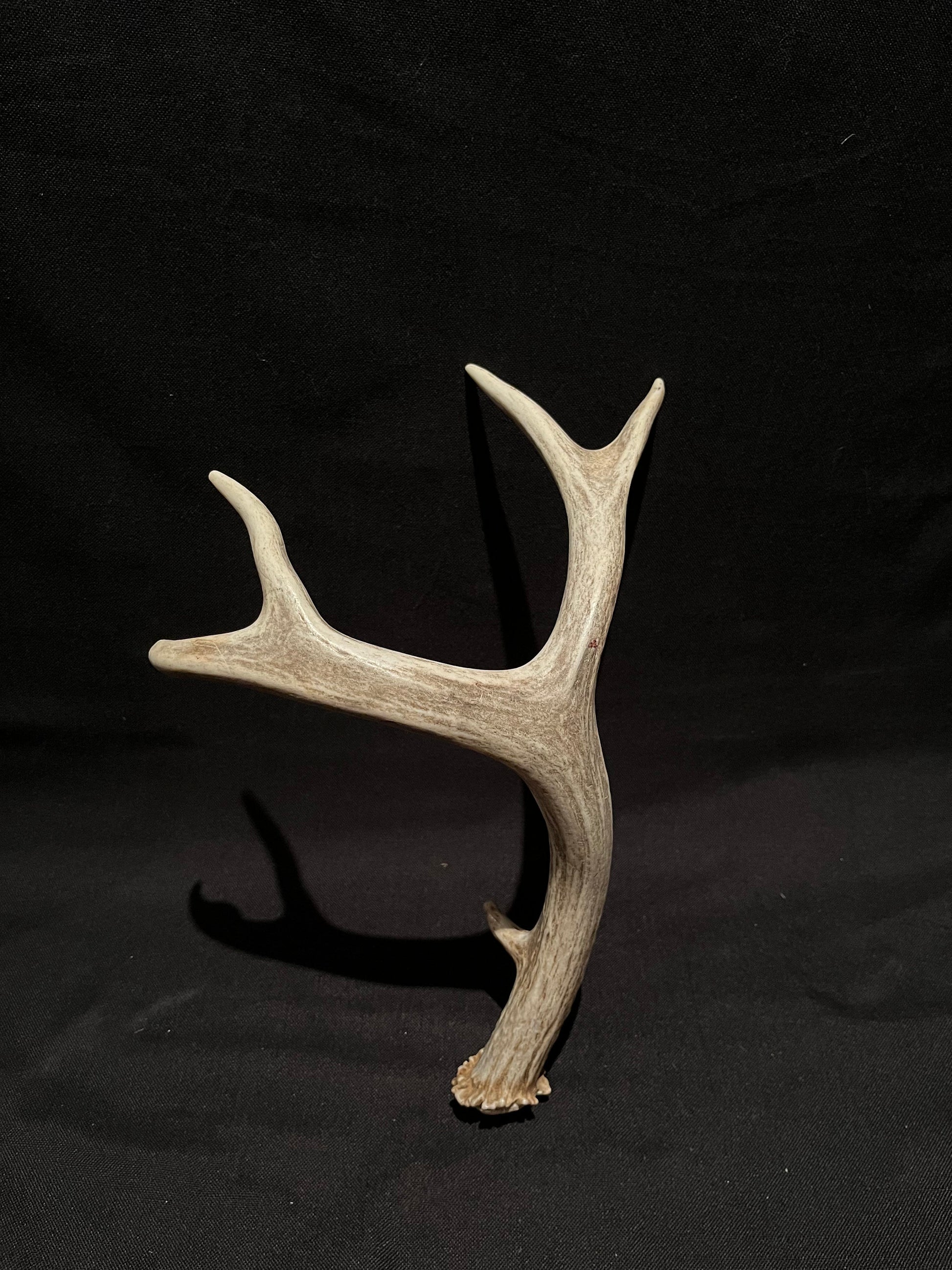 Deer Antlers - Classic Mule deer buck Antlers! Decor, crafting,