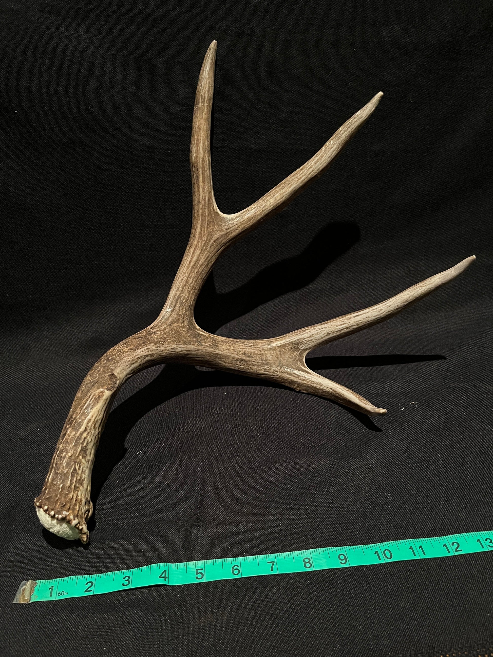 Mule Deer Antler. Extremely fresh find. Craft Antler, Deer horn, Decoration, Art Piece, and more.