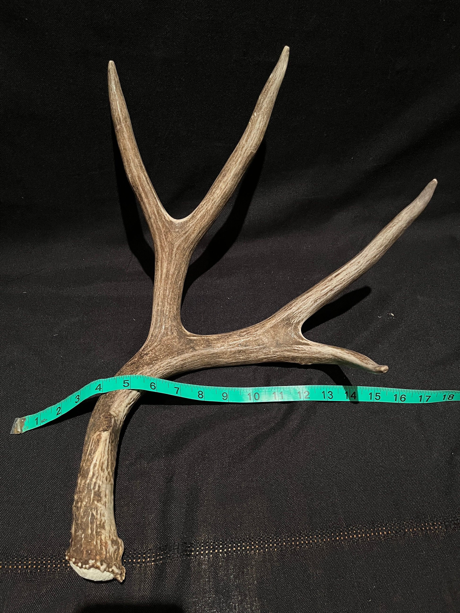 Mule Deer Antler. Extremely fresh find. Craft Antler, Deer horn, Decoration, Art Piece, and more.