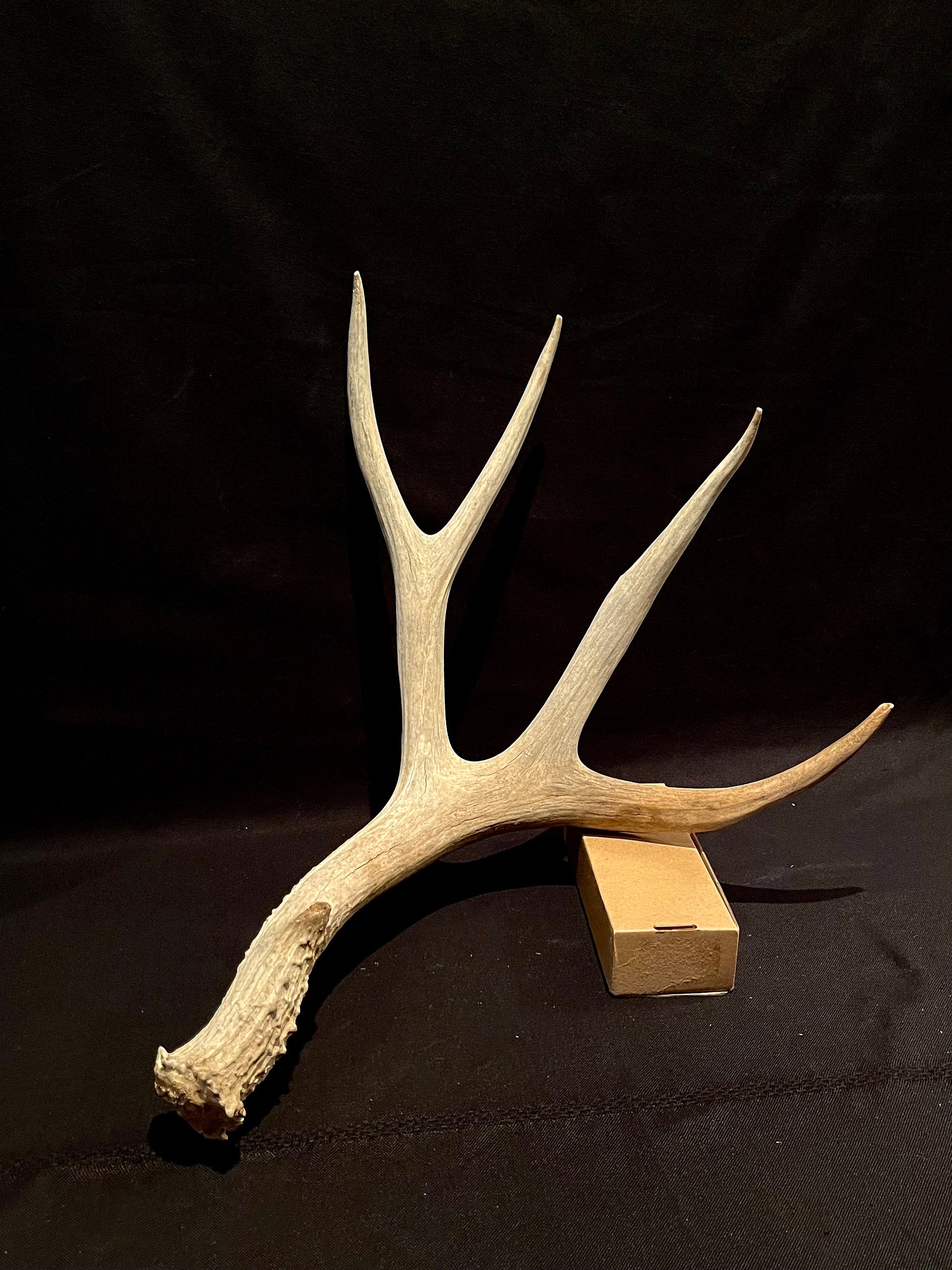 Deer Antler. Massive Deer Horn/Antler, Cabin, Rustic style decoration and crafting!