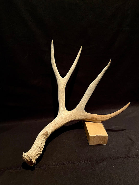 Deer Antler. Massive Deer Horn/Antler, Cabin, Rustic style decoration and crafting!